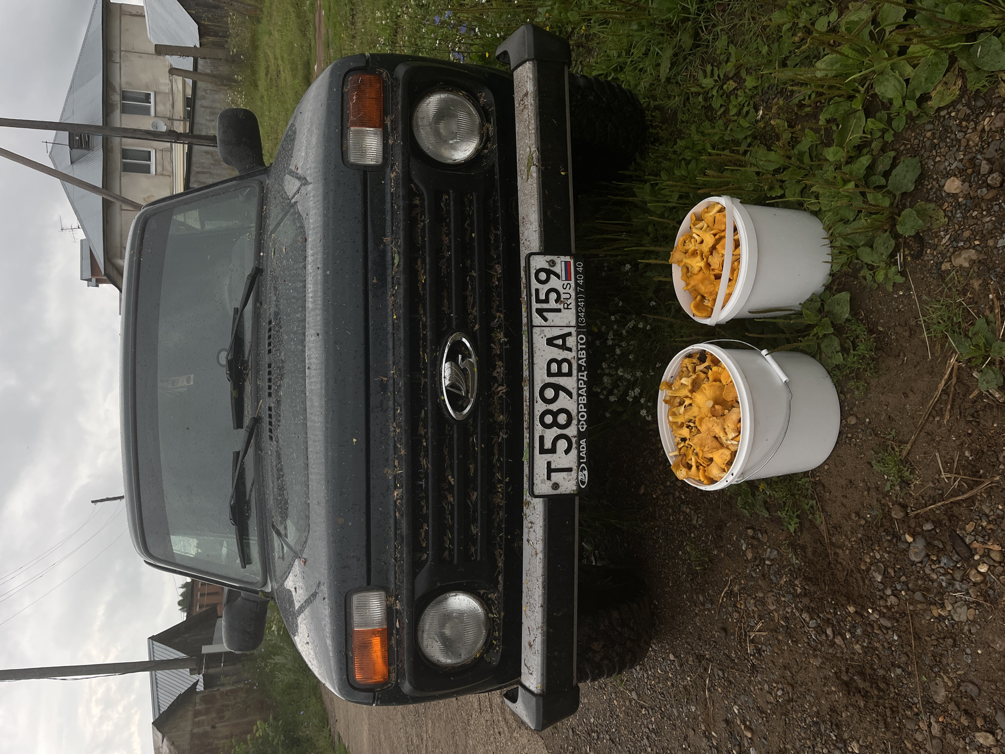 The image shows a dark green Lada Niva vehicle parked on a gravel road in front of two white buckets filled with chanterelle mushrooms. The vehicle's front is covered in fallen leaves and dirt, indicating it may have been driven through a wooded area. The license plate reads "T589BA 159". In the background, there are houses with gray roofs and power lines, suggesting a rural or semi-rural setting. The sky is overcast, and the surrounding vegetation is green and appears to be a field of grass and wildflowers. The scene is consistent with the village of Kemul, Russia, known for its mushroom foraging opportunities.
