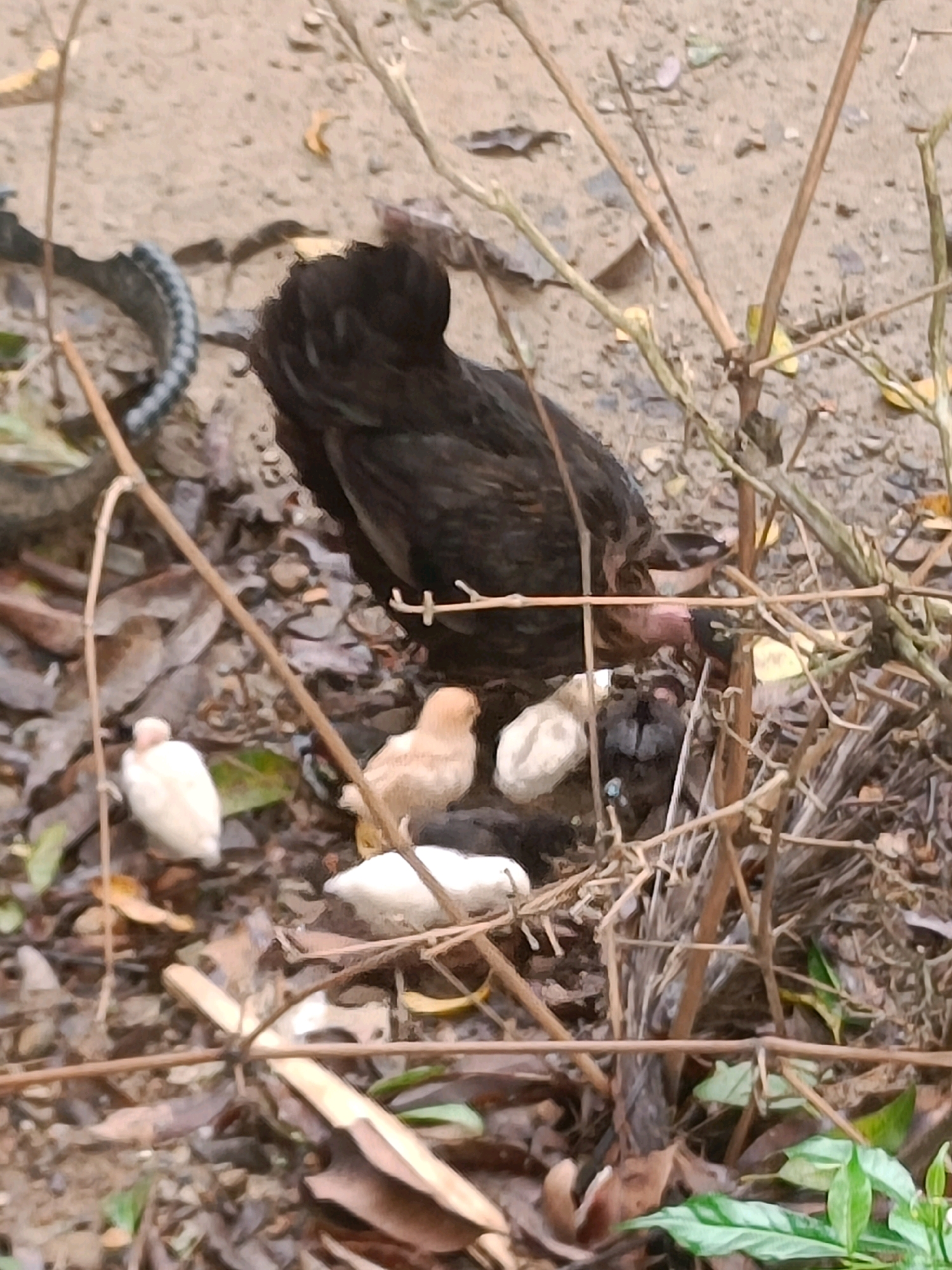 The image depicts a brown hen and several chicks foraging on the ground, likely in an outdoor setting such as a backyard or a rural area. The ground is covered with dry leaves, twigs, and some patches of sand or soil. There are also some dry branches and vegetation surrounding the birds. The hen, which is primarily dark brown, appears to be actively searching for food. The chicks, of varying shades of yellow and white, are gathered around the hen. The scene suggests a natural or semi-natural habitat where poultry might be found. The image quality is somewhat blurry, making it difficult to discern fine details of the birds or the environment. Without specific landmarks or context, it is impossible to definitively determine the location within Kuwarpar, India.