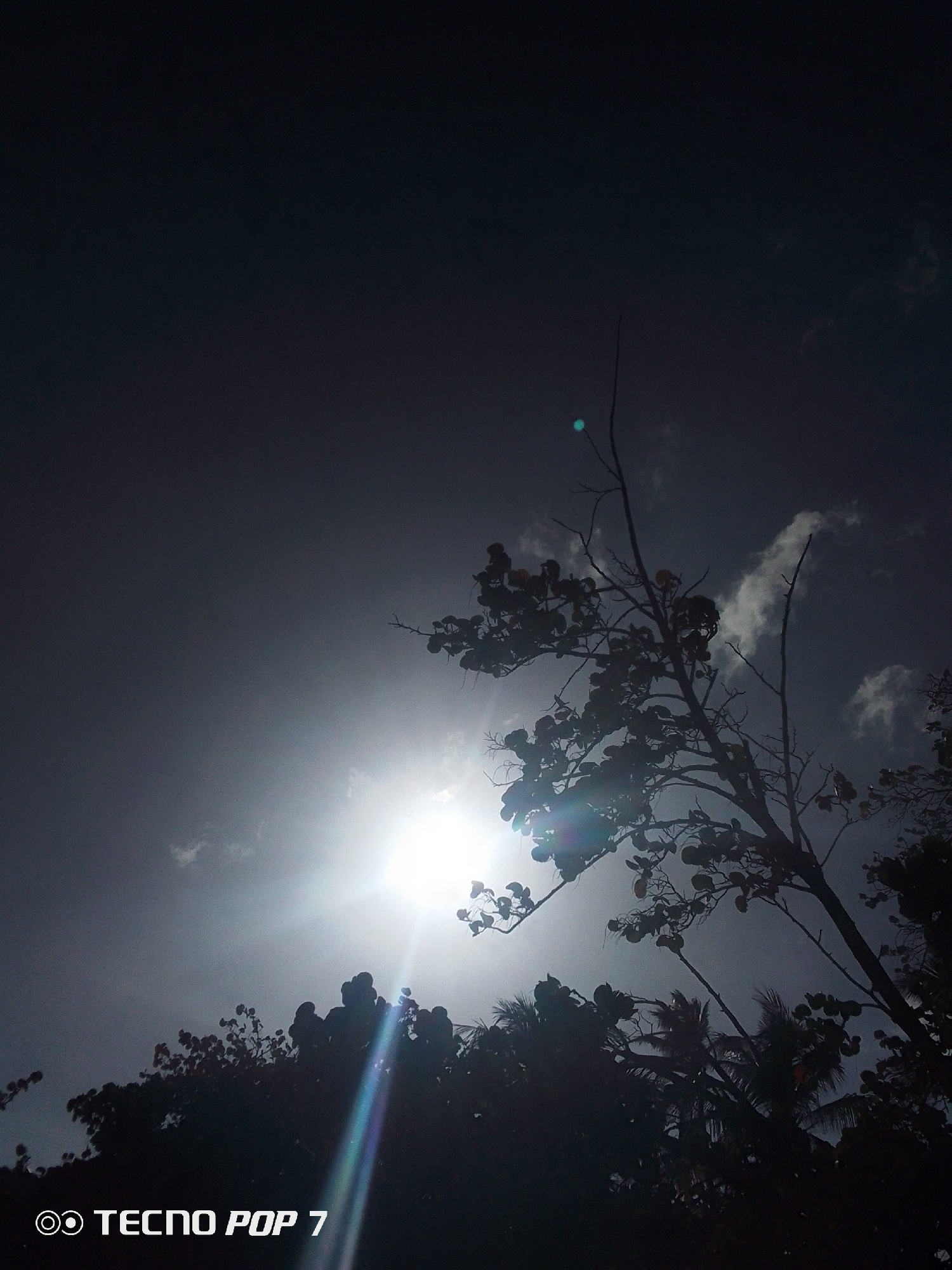 The image depicts a low-angle shot of trees silhouetted against a bright, overcast sky with the sun partially obscured by the branches. The sky is a gradient of grey and blue with visible clouds in the upper right. The trees are mainly dark silhouettes with some visible leaf structure and bare branches. The bottom of the image shows the camera is a Tecno Pop 7. The location is presumably Pedro González, Venezuela, due to the prompt.