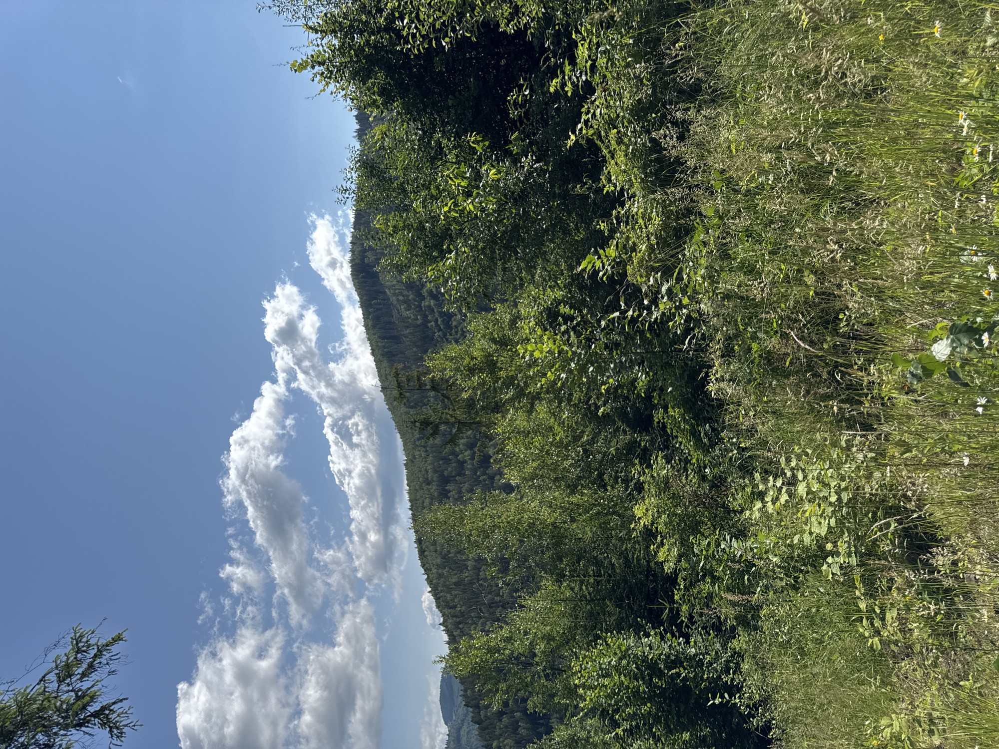 The image depicts a lush, green mountainside covered in dense forest and undergrowth. The foreground is filled with tall, wild grasses and various plants, with a few small white flowers visible. Behind this, a thick wall of trees, a mix of deciduous and coniferous species, ascends the slope. The middle ground reveals more of the forest, with the texture of individual trees becoming less distinct as they merge into a verdant mass. In the background, a larger mountain ridge, also heavily forested, rises against a bright blue sky dotted with fluffy white clouds. The lighting suggests it is daytime, likely late morning or early afternoon, with the sun illuminating the foliage. The scene evokes a natural, untouched landscape, possibly in or near the village of Kryvorivnia, Ukraine, known for its Carpathian mountain scenery. There are no people or man-made objects visible in the image, focusing solely on the natural environment.