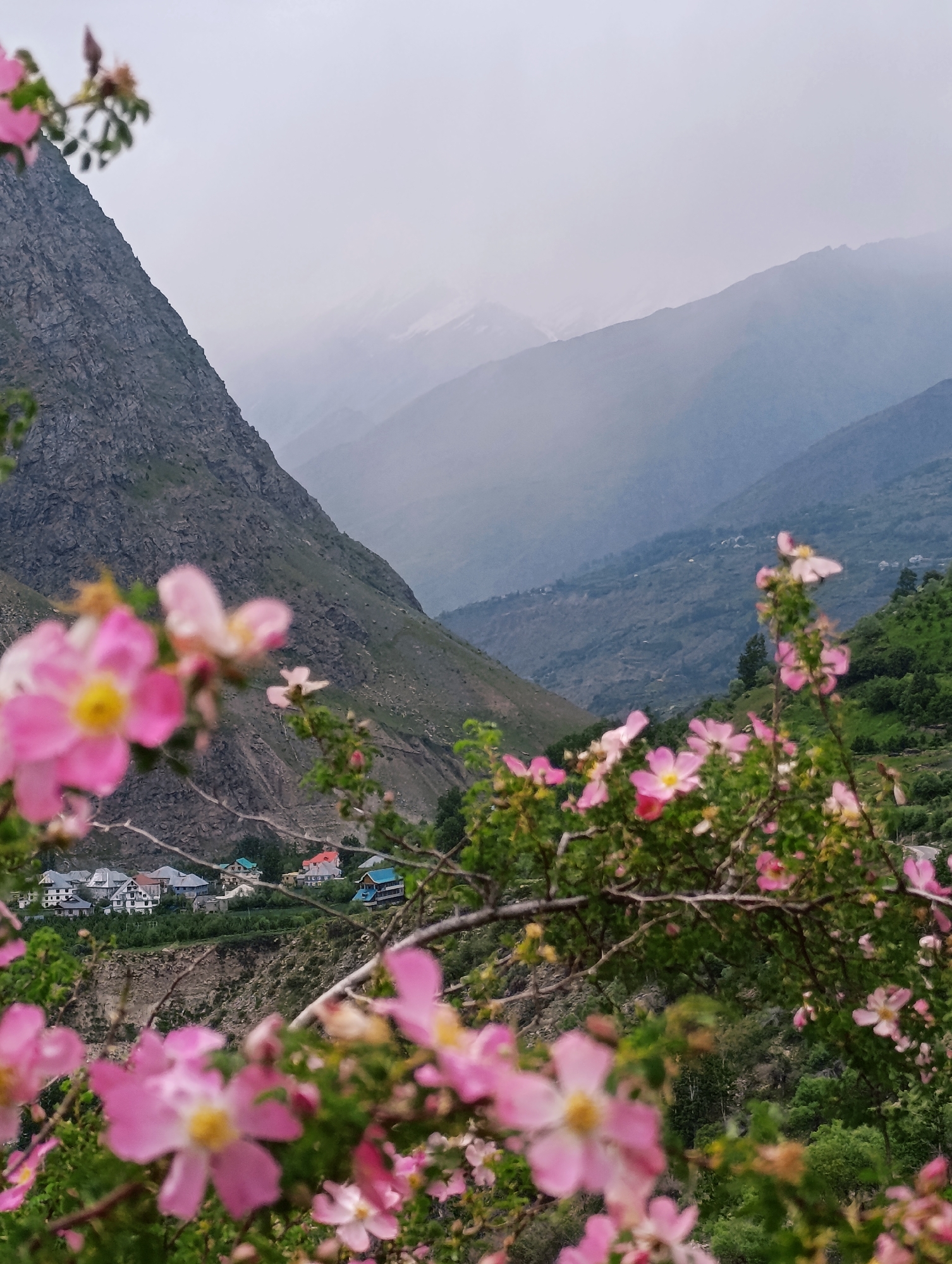 The image depicts a serene mountain landscape in Tandi, India. In the foreground, a cluster of delicate pink wildflowers with yellow centers is in soft focus, their petals gently unfurling. Behind them, a village nestles on a steep hillside, with houses featuring colorful roofs, including red, blue, and white, arranged amidst lush green vegetation. The middle ground showcases the dramatic slopes of the mountains, with one particularly steep, rocky incline on the left side of the frame. The background is dominated by layers of mist-shrouded mountains, their peaks softened by the atmospheric conditions, creating a sense of depth and tranquility. The sky is overcast, contributing to the muted and serene mood of the scene.