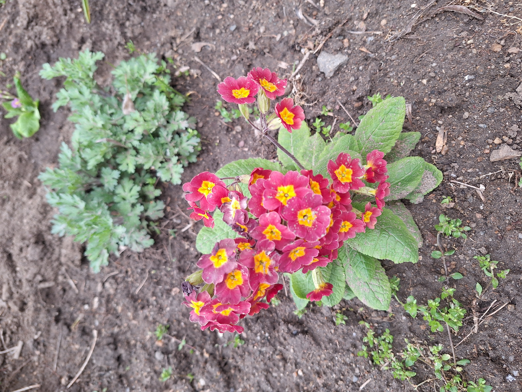 The image shows a close-up view of a garden bed in Blagoevgrad, Bulgaria. In the center, a cluster of red and yellow primrose flowers is blooming. To the left, a small, green plant with feathery leaves grows in the soil. The surrounding soil is dark brown and slightly moist, with small rocks and debris scattered around. Small green weeds are visible near the flowers. No people or animals are present.