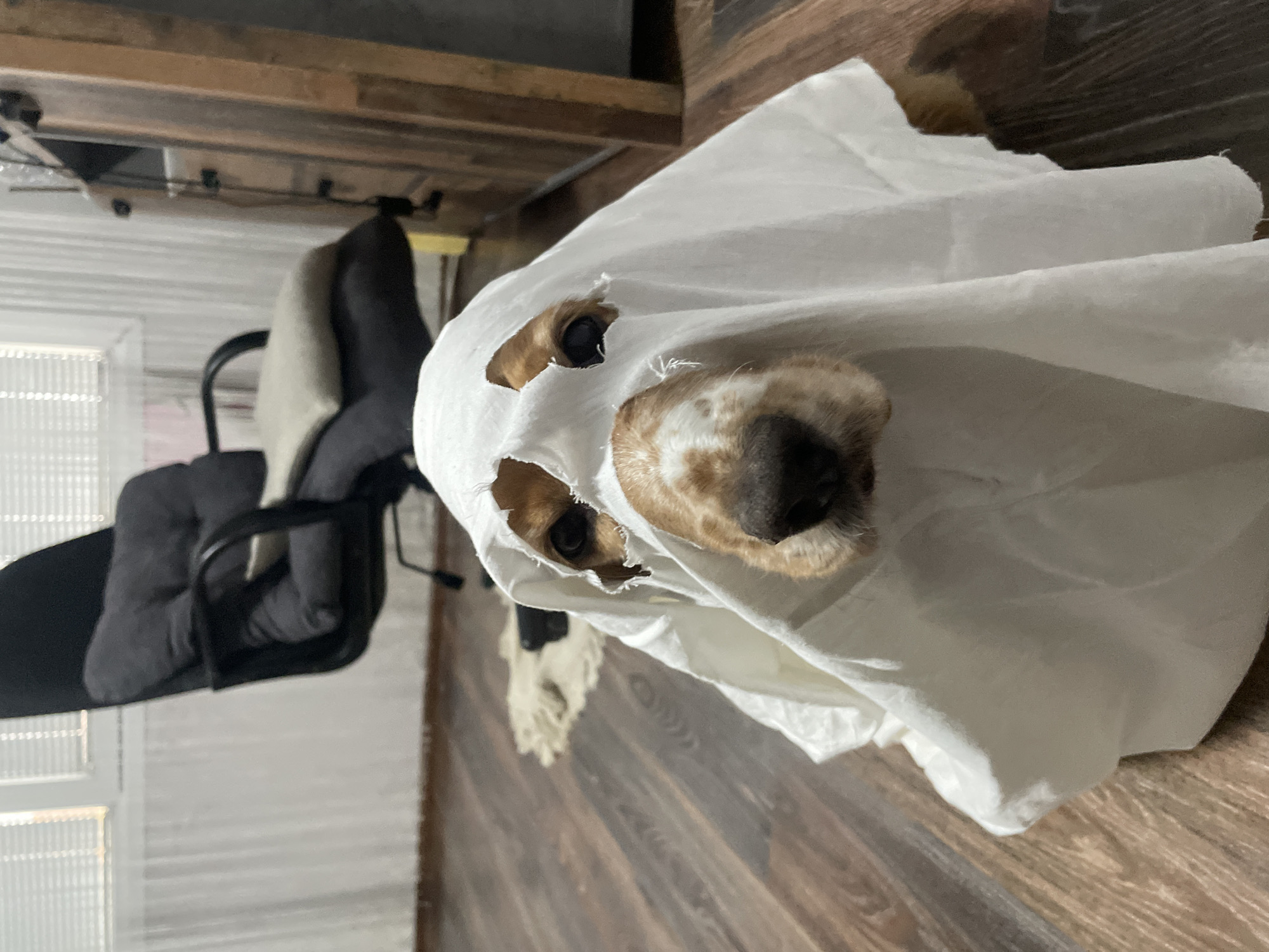 This indoor photograph, taken in Razgrad, Bulgaria, features a dog humorously dressed as a ghost. The main subject is a medium-sized dog, likely a Spaniel breed given its brown and white fur visible around the face, peering out from beneath a white sheet. The sheet serves as a makeshift ghost costume, with crudely torn holes allowing its dark eyes and black nose to be seen, directed towards the viewer.
The background suggests a home or office setting. To the left, a dark-grey office chair with armrests is partially visible against a textured white window blind or curtain, indicating a light source. Above the chair, a wooden desk or table provides an elevated surface, with some dark cables or objects discernable beneath it. The floor throughout the room is covered in polished wooden planks, contributing to the warm, domestic atmosphere. The lighting appears to be natural daytime light coming from the window. The overall mood is playful and candid, highlighting the dog's charming attire. No text is visible in the image.