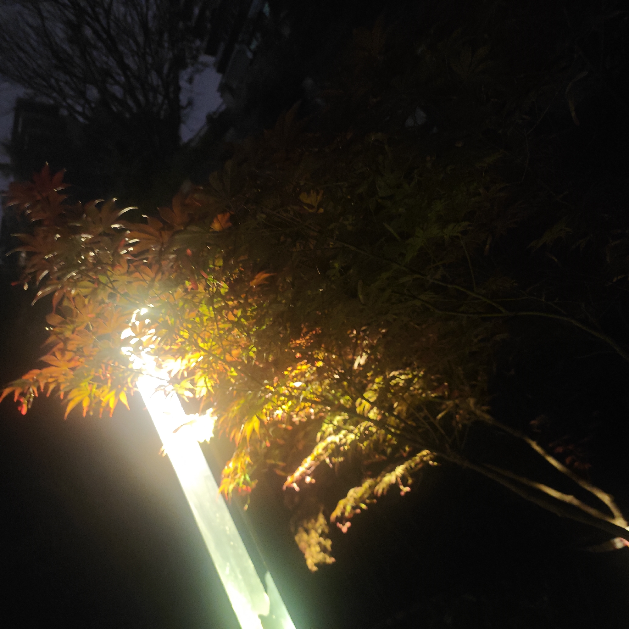 At night, an illuminated streetlight stands adjacent to a tree with leaves tinged with autumnal colors in the Yuzhong District, China. The light from the lamp intensely illuminates the tree's branches and the leaves closest to it, casting a warm glow. The background is shrouded in darkness, hinting at other foliage and buildings, but details are obscured by the lack of light.