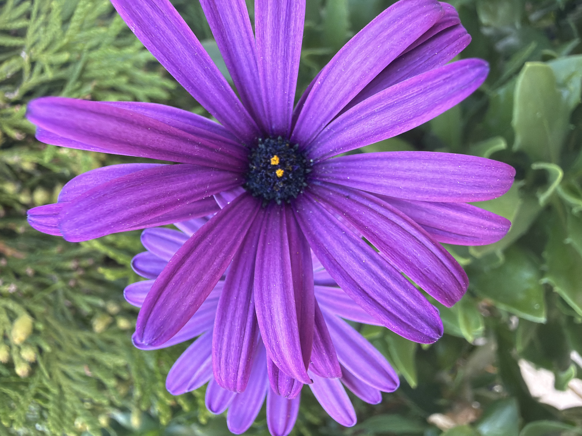 This is a close-up, macro photograph of two purple daisy-like flowers. The foreground flower is sharp, with visible textures and fine details on its petals. It has a dark center with two small yellow stamen-like structures. The petals are elongated and taper to a point, with a slightly lighter shade on the edges. Behind this flower, another slightly out-of-focus purple flower is partially visible, its petals layered behind the front one. The background consists of blurred green foliage, likely from the plant the flowers are growing on, and some out-of-focus green branches or leaves of another plant. The lighting appears natural, highlighting the vibrant color of the petals. The image does not contain any elements that would suggest a specific location within Arcahueja, Spain.