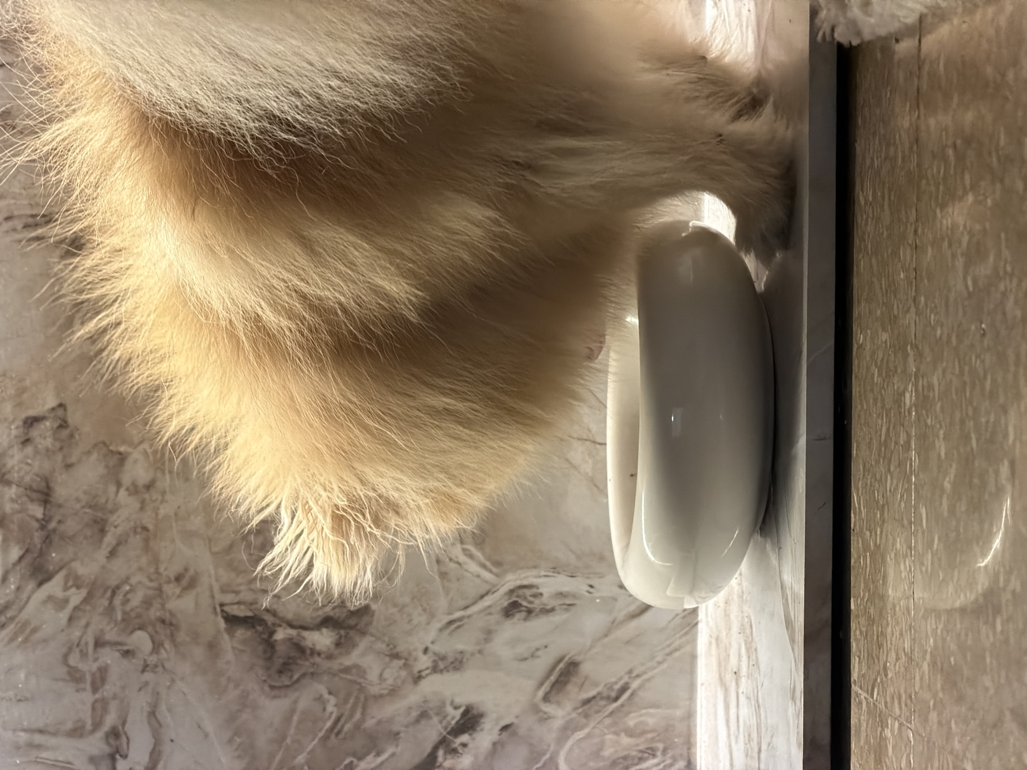 A fluffy, cream-colored dog, likely a Pomeranian, is shown from the rear, with its tail and back end dominating the frame. The dog is bending over a low, white ceramic bowl, presumably to eat or drink. The bowl sits on a flat, marble-like surface. Behind the dog and the bowl is a wall with a marbled pattern in shades of beige and brown. The lighting suggests an indoor environment. The image was taken at a low angle, looking slightly upwards. There is no indication of a specific location in Barcelona.