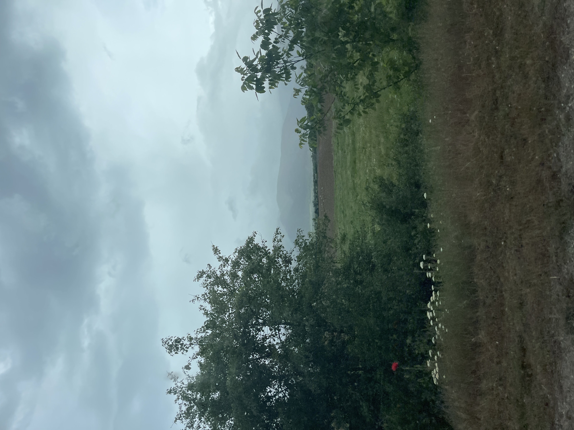 The image depicts a rural landscape in Konare, Bulgaria on a cloudy day. A field stretches into the distance, framed by trees and vegetation along the edges. The sky is overcast with heavy, gray clouds. A mountain is visible in the distance through the clearing of the trees. A red poppy and white flowers are visible.
