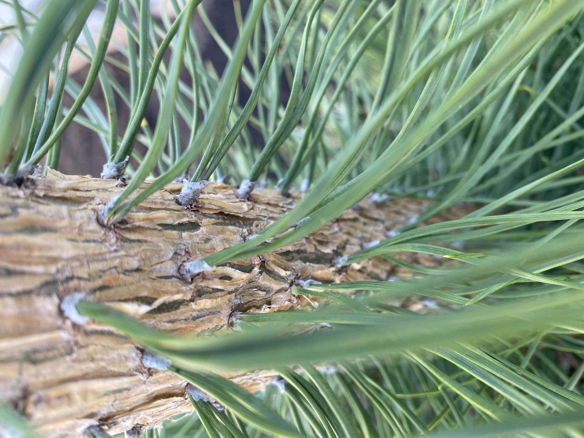 The image depicts a close-up view of a pine tree branch. The branch is brown and textured, with green needles emerging from it. Small, white patches are visible at the base of each needle bundle. The background is blurry, suggesting a shallow depth of field. The scene's location in Malyi Bukor, Russia, is inferred. No people, specific objects, or actions are visible in the frame. The focus is solely on the branch and its needles.