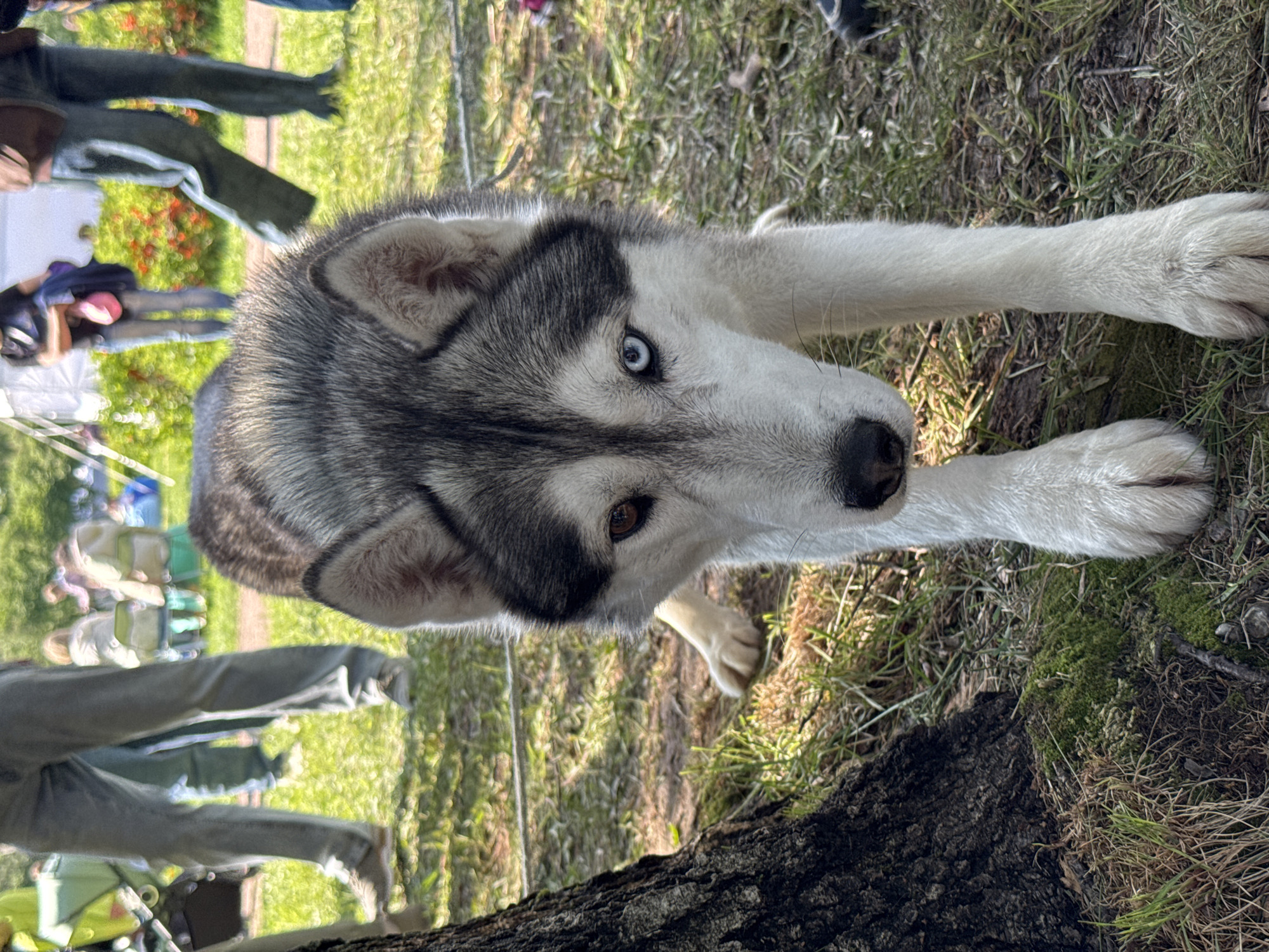 The image depicts a Husky dog lying on the ground next to a tree trunk. The Husky has heterochromia, with one blue eye and one brown eye. The dog's paws are extended forward. In the background, there are blurry figures of people sitting on chairs and walking around, possibly in a park-like setting with grass and scattered foliage. The location appears to be outdoors, in a grassy area near some trees, possibly a park or recreational space. The city and country are unknown.