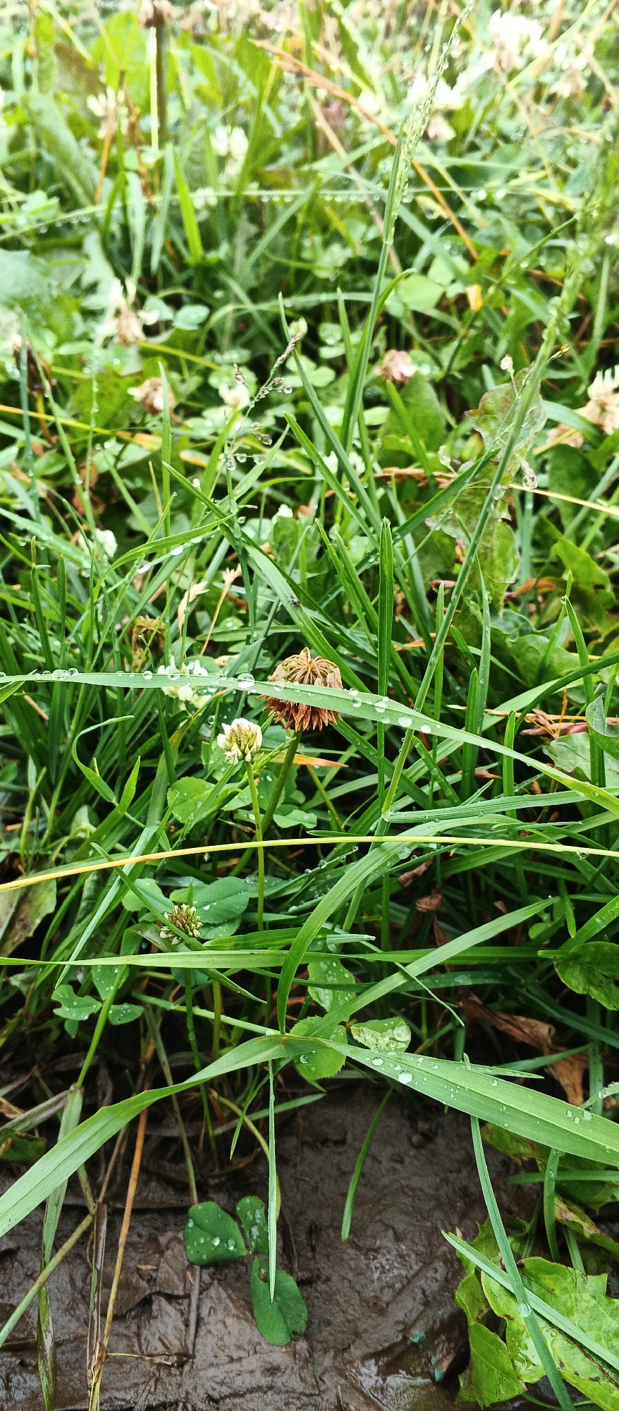 This is a close-up, low-angle outdoor photograph of wet grass and clover. The ground is muddy and appears to be saturated with water. Numerous dew drops or raindrops cling to the blades of grass and clover leaves. There are several small white clover flowers and one dried, brown clover flower visible. The lighting is diffused, suggesting an overcast day or early morning. The scene is a naturalistic outdoor environment, likely a field or unmanicured lawn. The image does not contain any people or specific landmarks that would indicate its precise location within the city of Подгорное, Russia.