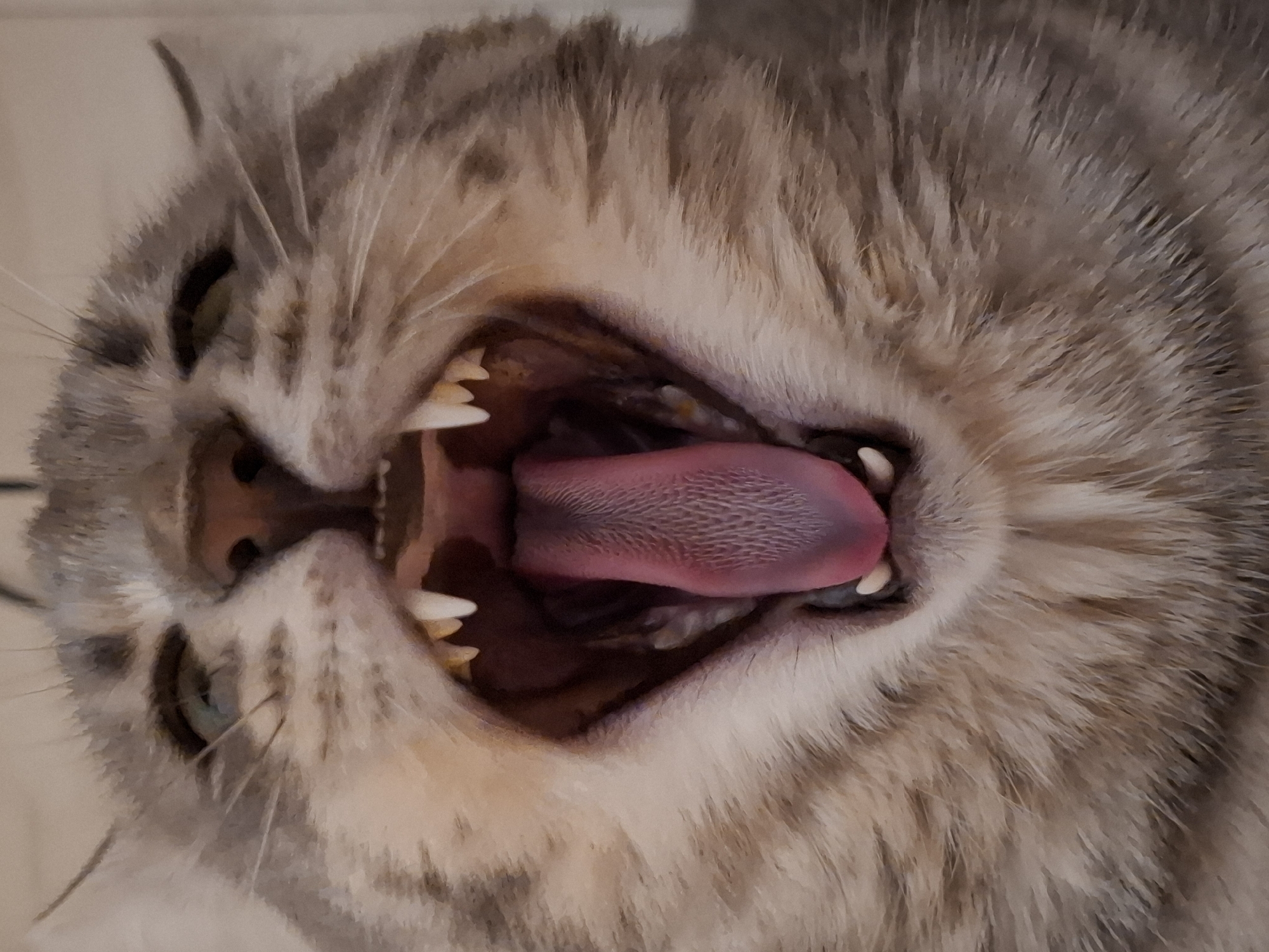 A close-up, upside-down perspective of a grey tabby cat with its mouth wide open, revealing a pink tongue and sharp teeth. The cat's fur is short and dense, with a grey and beige striped pattern. The cat has green eyes. The background is a plain, light-colored surface.
There is no indication of the city of Novi Sad, Serbia, or any other identifiable location in the provided image.