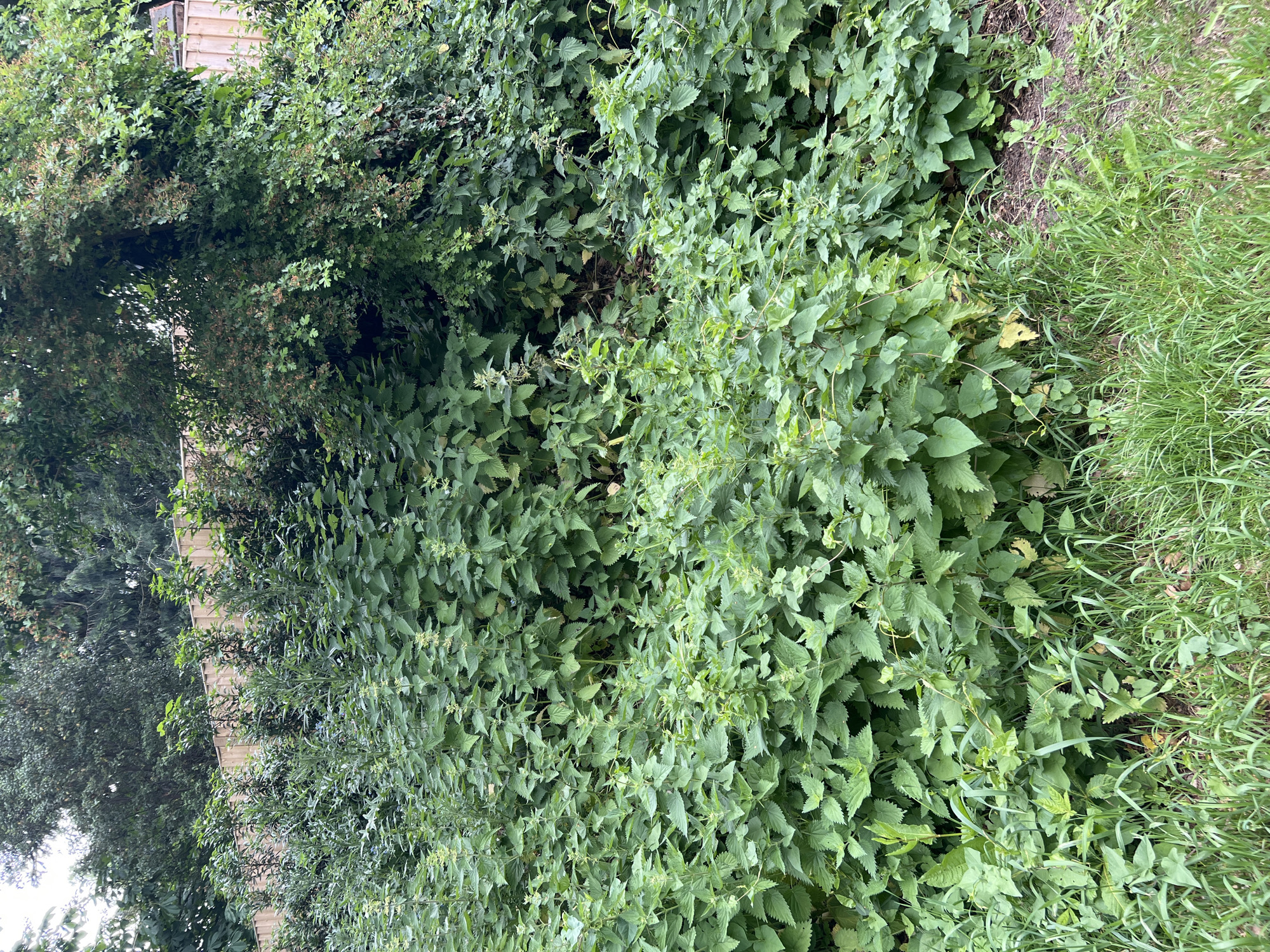 The image shows a dense growth of vegetation in what appears to be a border or edge of a garden or plot. The dominant plant species in the foreground appears to be stinging nettles (Urtica dioica), characterized by their jagged leaves and upright growth habit. Adjacent to the nettles is an area of mixed grasses and other herbaceous plants. The background features a taller, denser thicket of shrubs and trees, obscuring the view. A fence is partially visible through the foliage. The location is in Basingstoke and Deane, United Kingdom. No people are visible. The environment appears overgrown and uncultivated. The interaction is plant growth.