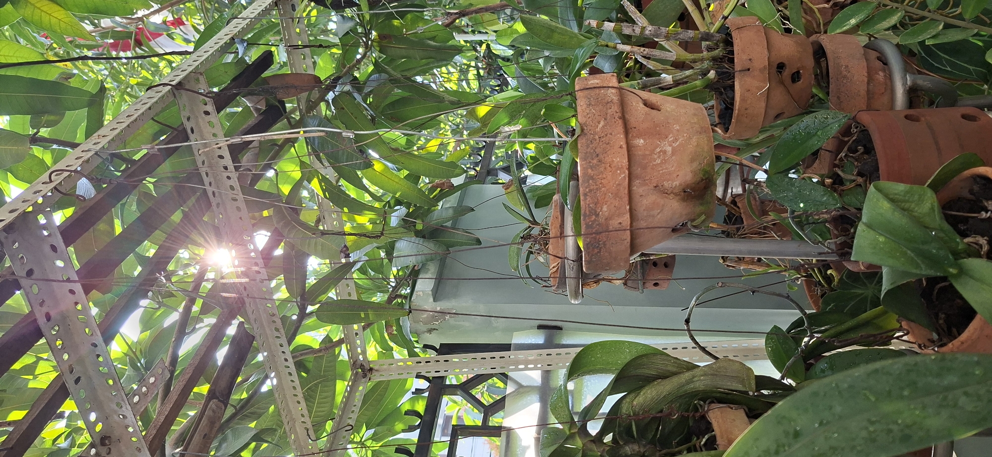 The image depicts an outdoor plant nursery or garden area, likely in Surabaya, Indonesia, given the presence of lush tropical foliage and terracotta pots. The scene is characterized by the dappled sunlight filtering through the leaves and a metal structure overhead, possibly a greenhouse or support frame. Several terracotta pots, some containing plants and others empty, are suspended or placed on stands. In the foreground, large green leaves with water droplets suggest recent watering or high humidity. The background features more greenery and a light blue wall. The image captures a moment of natural beauty and organized cultivation, with the sun creating lens flare and highlighting the textures of the leaves and pots.