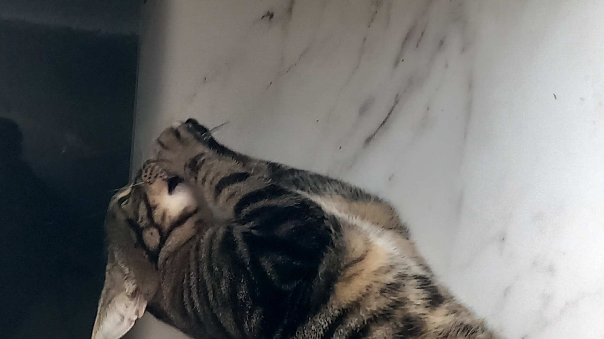A close-up, vertical, indoor shot shows a tabby cat in profile, with its head tilted and paws raised to its face, as if grooming or playing. The cat is mostly brown with black stripes and white markings on its chest and face. It is positioned on a light-colored, possibly marble, surface. A dark, out-of-focus background is visible behind the cat. The image does not provide any information about the location in the city of Άγιος Νεκτάριος, Greece, or any details of a crime scene.