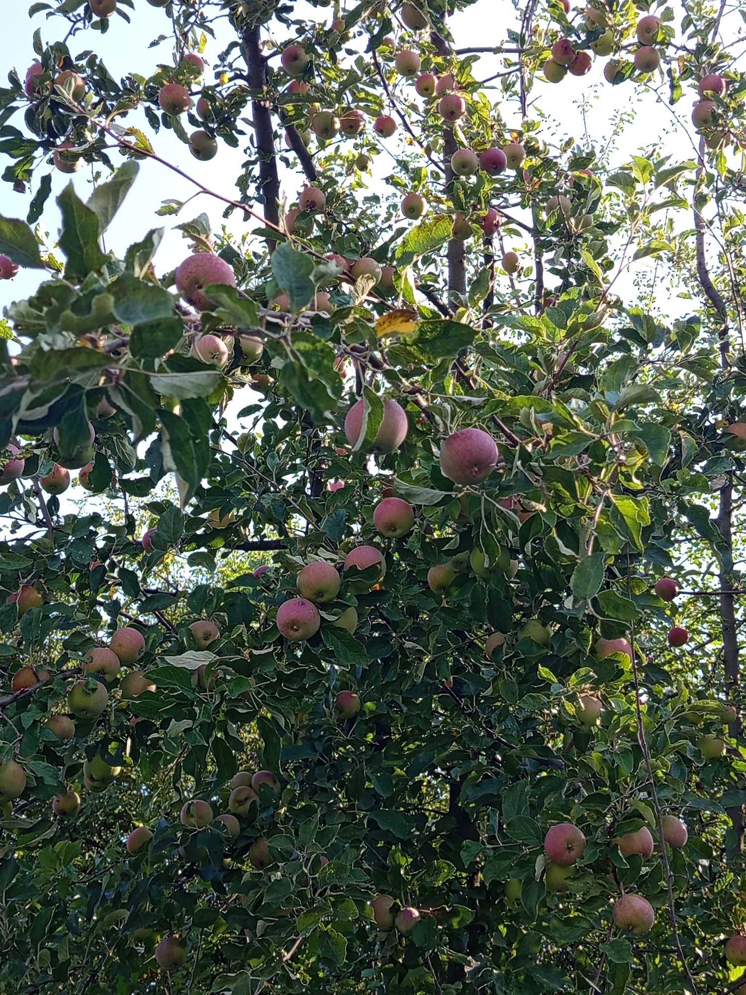 The image displays a close-up view of an apple tree laden with numerous ripe apples of varying sizes and colors, ranging from green to pinkish-red. The apples are distributed throughout the branches, with many partially obscured by the dense green foliage. The scene appears to be outdoors, with a bright, clear sky visible in the background. The lighting suggests it is daytime, likely morning or afternoon, with sunlight filtering through the leaves and highlighting some of the apples. The overall impression is one of an abundant harvest in a natural setting. The location is not specified within the city of Brno, Czechia.