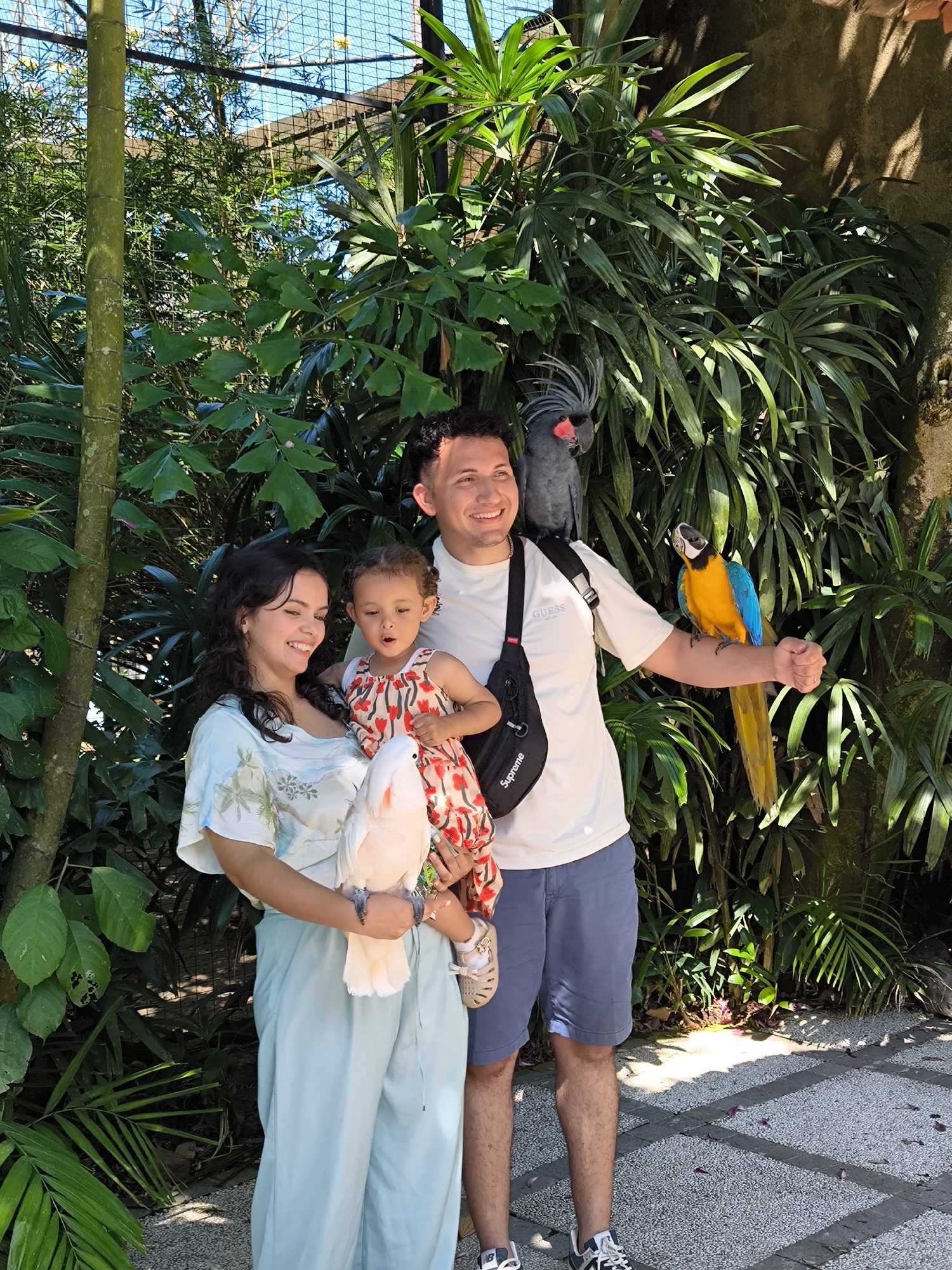 In the city of Sukawati, Indonesia, a family of three stands outdoors amidst lush greenery. A woman on the left holds a white cockatoo, smiling as she looks down at the bird. Next to her, a young child in a red and white patterned dress is held by the woman, also looking at the cockatoo. To the right, a man in a white t-shirt and blue shorts stands with a black cockatoo perched on his left shoulder and a blue and yellow macaw on his outstretched right arm. The man is smiling and looking towards the left. The background consists of dense foliage and trees, with a glimpse of a blue sky and netting overhead. The ground is paved with grey and white square tiles. The scene suggests a visit to a bird park or sanctuary in Sukawati.