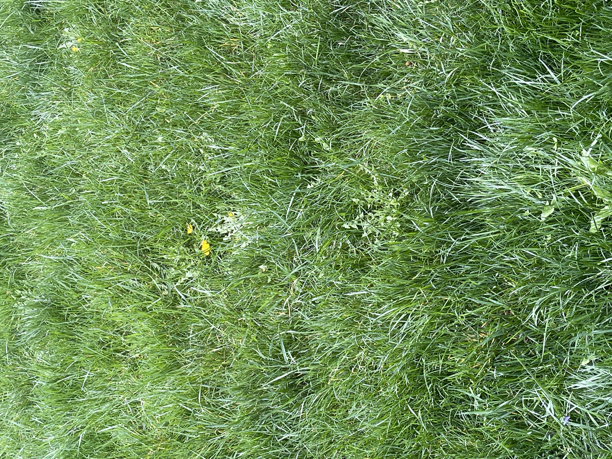 The image shows a close-up view of green grass. Small yellow wildflowers and other weeds are scattered throughout. The image appears to be taken outdoors. The exact location within Burgas, Bulgaria, cannot be determined from the image alone. There are no visible people, subjects, or actions evident.