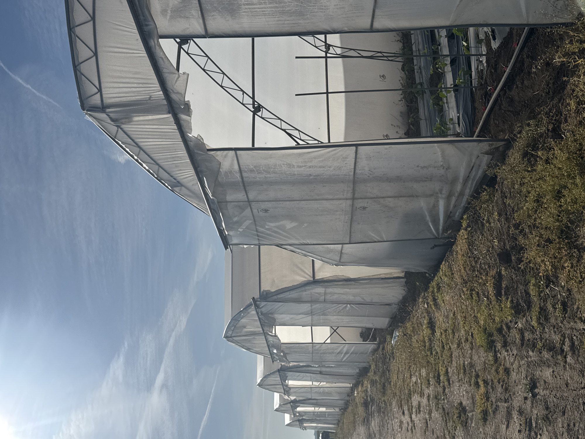 A low-angle, outdoor shot depicts a series of agricultural greenhouses in Mechkarevo, Bulgaria. The greenhouses, constructed with translucent plastic sheeting stretched over metal frames, are arranged in a row along a plot of overgrown land. The sky is visible above the greenhouses, revealing scattered cirrus clouds. The angle and composition emphasize the length and repetition of the greenhouse structures.