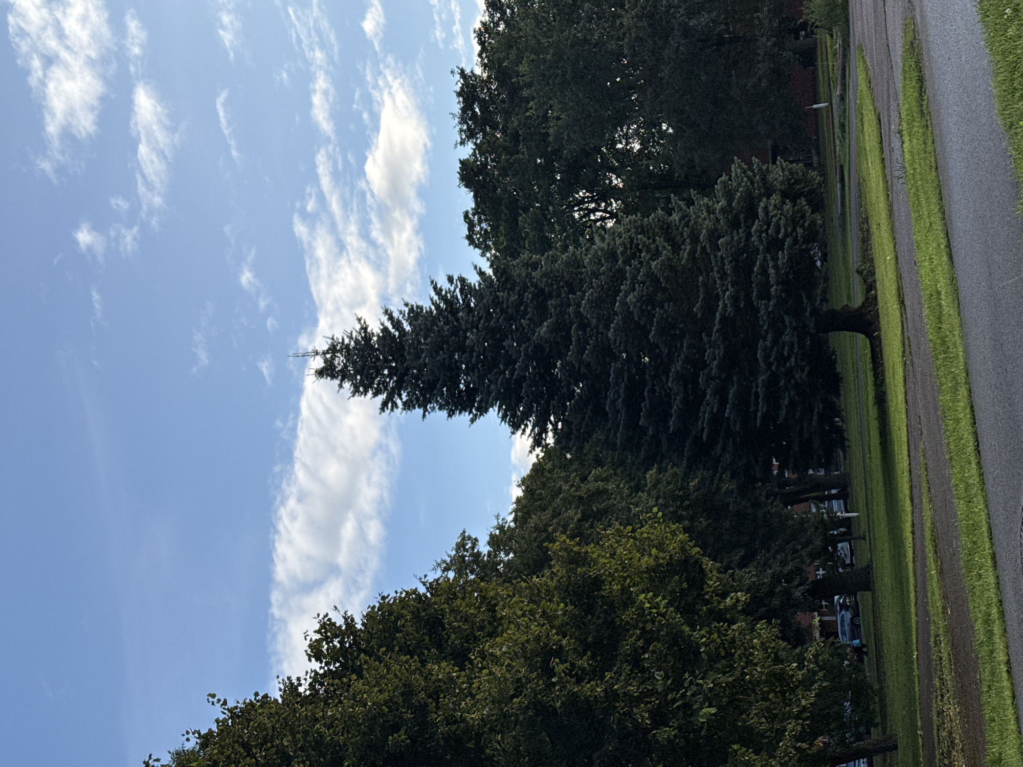 A tall, dark green evergreen tree stands prominently in the center of the frame. It is surrounded by other trees, some with lighter green foliage, forming a dense line behind it. The ground in front of the trees is covered in green grass. In the background, there are buildings and parked cars, suggesting an urban or suburban environment. A paved pathway or road runs across the foreground, bordered by grass. The sky above is blue with scattered white clouds. The overall impression is a serene, outdoor scene, possibly in a park or residential area.