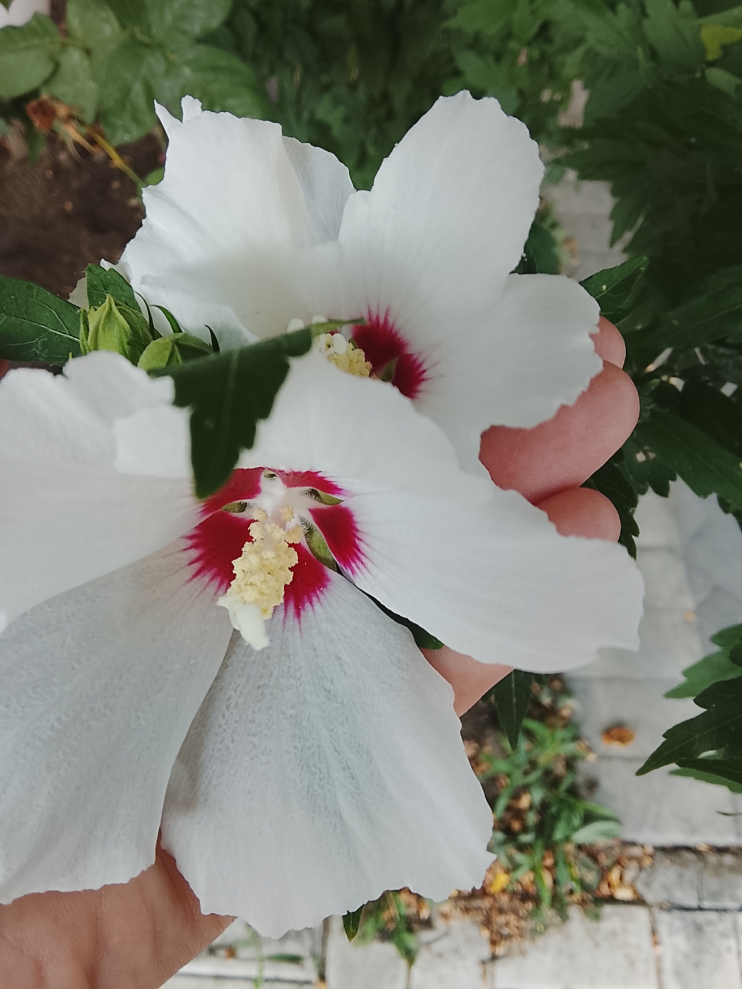 This is a close-up, eye-level, outdoor photograph of two white hibiscus flowers with red centers. A person's hand is visible in the foreground, gently supporting one of the flowers. The flowers are in bloom and have prominent yellow stamens. The background is softly blurred, showing green foliage and what appears to be a paved walkway with some fallen leaves. The image was taken in Nesebar, Bulgaria.