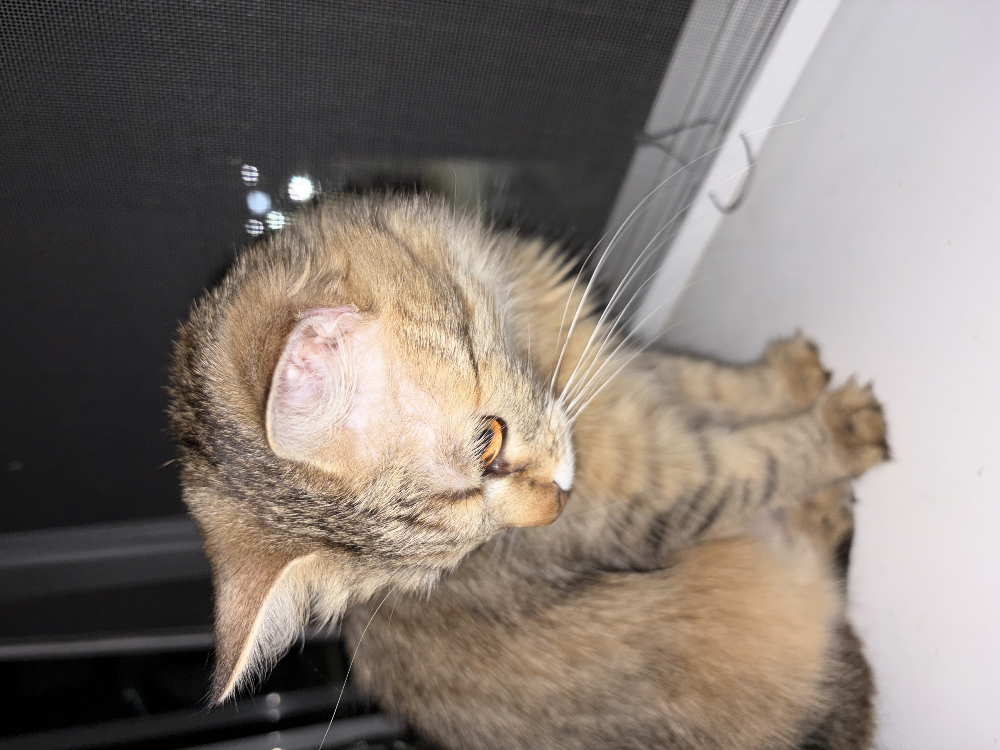 A brown tabby cat with golden eyes is captured in a high-angle shot. The cat is lying down, with its head turned to the right, revealing its face and part of its body. The background includes a dark, grid-like surface, possibly a grate or screen, and a white, vertical surface. No people are visible. There's no information to suggest this image was taken in Chaikovsky, Russia.