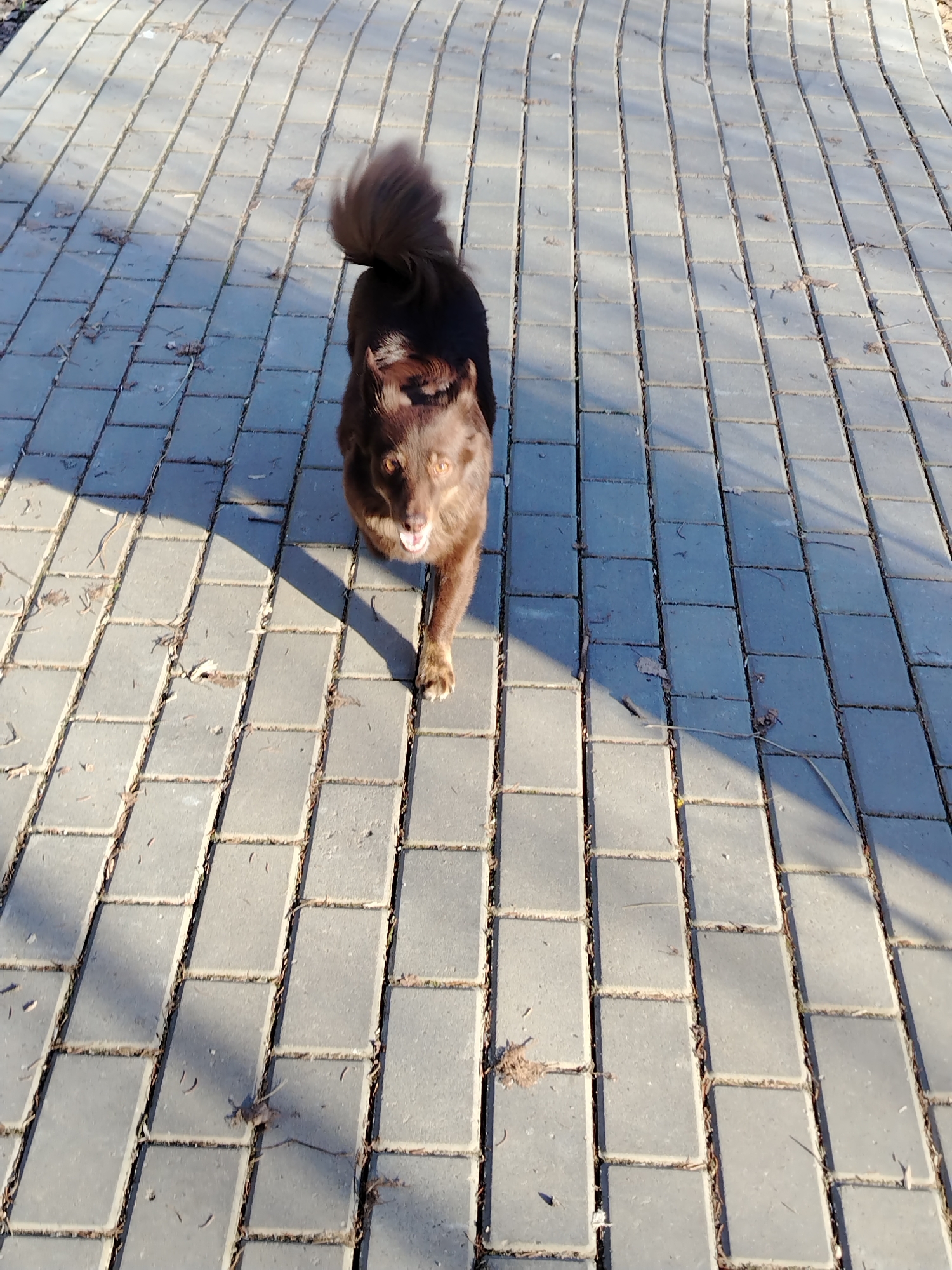 A brown medium-sized dog with a curled tail is walking toward the viewer on a paved path. The path is constructed of rectangular gray pavers, aligned in rows. Shadows cast by trees or other objects are visible on the right side of the path, indicating a source of sunlight. The dog is in focus and appears to be panting. Small dry leaves are scattered along the paving stones. The location of the image is presumed to be in the city of Noviy, Russia.