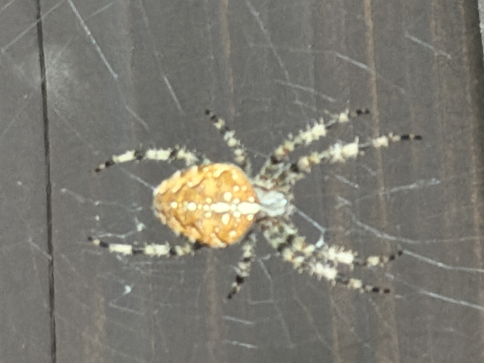 The image shows a close-up, slightly blurry view of an orb-weaver spider resting on a web. The spider has a prominent, rounded abdomen that is bright orange with intricate white markings, resembling a cross. Its cephalothorax is lighter in color. The spider's legs are long and segmented, with alternating bands of dark brown or black and lighter yellow or white. The background appears to be a dark, textured surface, possibly wood. The lighting is diffused, highlighting the spider and its web. No people or specific landmarks in Tashtagol, Russia are visible.