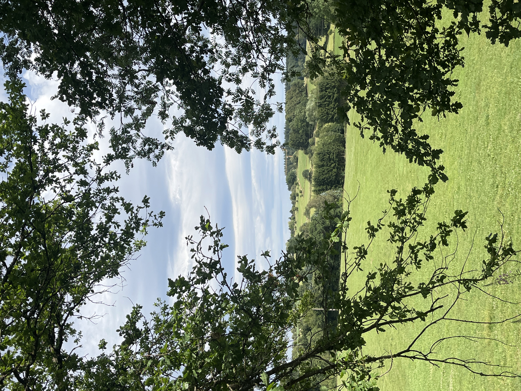 The image is a vertical, eye-level shot of a rural landscape viewed through a frame of dark green foliage. The foreground is dominated by the branches and leaves of two trees, one on the left and one on the right, creating a natural vignette effect. The branches are dark and somewhat bare, with clusters of green leaves.
Through the gap in the foliage, a verdant green field stretches into the distance. Beyond the field, a rolling landscape unfolds, characterized by a mix of dense evergreen trees and deciduous trees with lighter green foliage. In the far distance, more undulating hills are visible, with some scattered buildings or structures, and a hazy, pale blue sky with scattered white clouds. The overall impression is one of a tranquil, pastoral setting. The location is described as being in the city of Saint Vith, Belgium.
