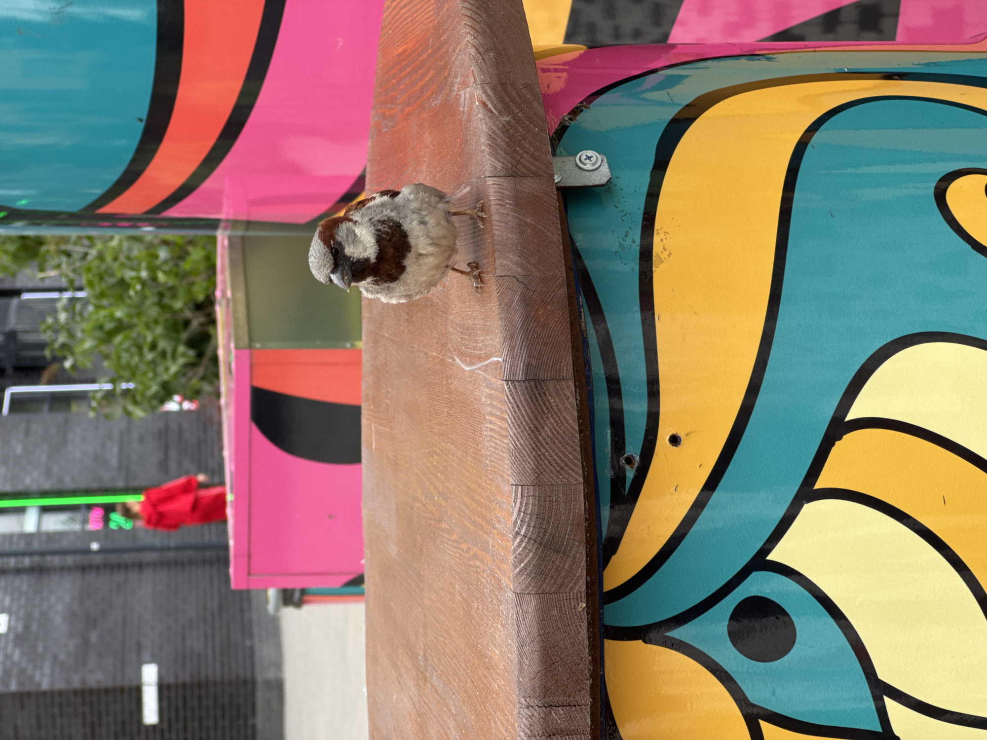 A close-up shot captures a small sparrow perched on a wooden surface. The bird is facing the camera, with its head slightly tilted. Behind the bird, a vibrant, multi-colored cylindrical structure is visible, adorned with bold yellow, teal, and pink patterns. In the background, a person in a red hooded jacket stands near a dark brick building, with a bright green vertical light element behind them. The scene appears to be an outdoor public space, possibly an urban environment in Novoselye, Russia, given the context provided. The overall atmosphere is candid and observational, highlighting the juxtaposition of the natural world with modern urban art and architecture.