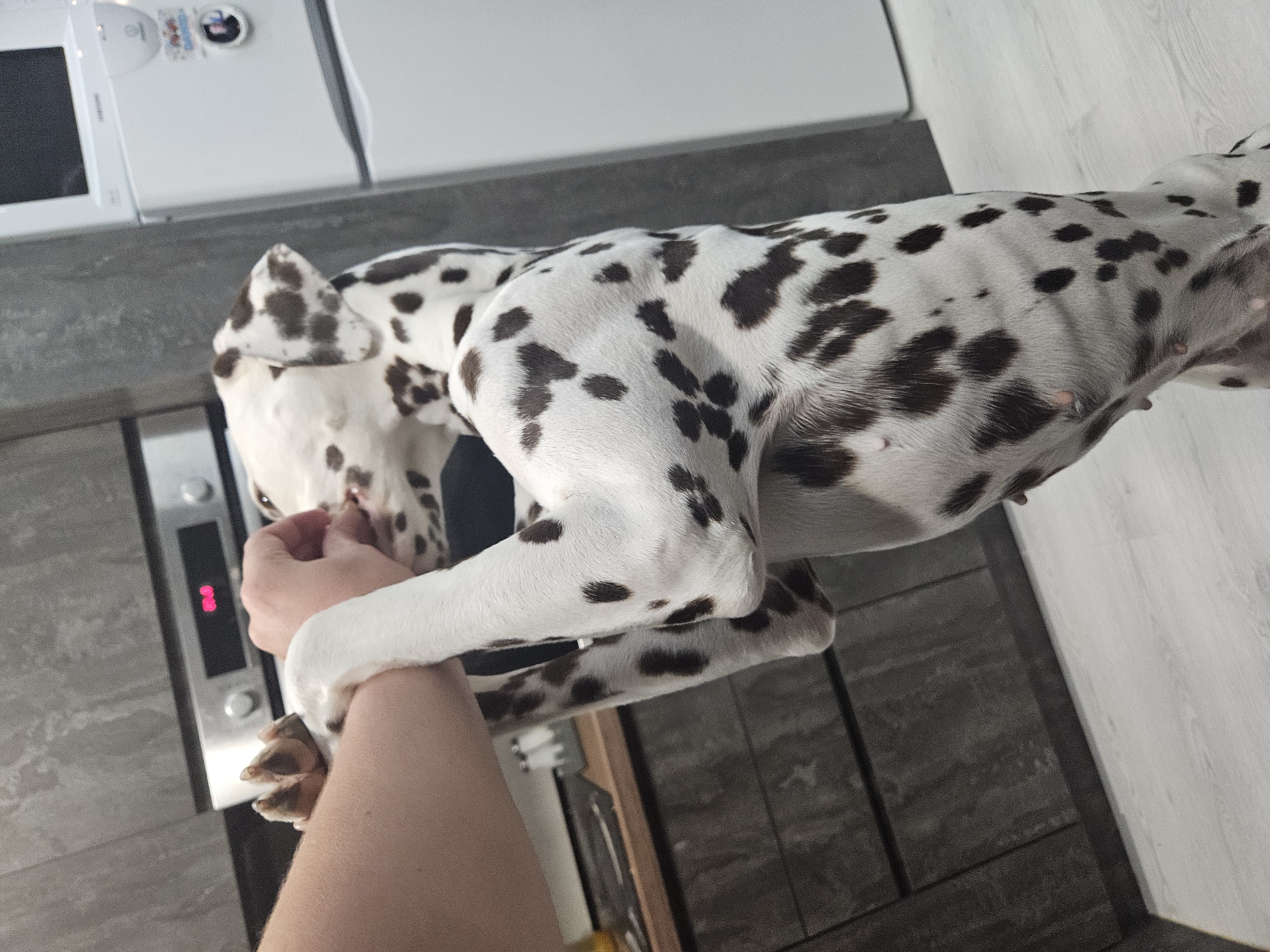 A Dalmatian dog with distinctive white fur and dark brown spots is pictured indoors, interacting with a human arm and hand. The dog stands on a dark grey, possibly tiled or laminated floor, with its head turned towards the hand. One of its front paws rests gently on the human arm. The dog's ribs are subtly visible, and its mammary glands appear prominent.
In the background, to the left, a white microwave oven sits on a counter. Above the counter, part of a white wall or cabinet is visible. Below the microwave, a control panel with a red digital display showing "88" is integrated into the cabinetry. The floor to the right is lighter, appearing to be a white or light grey wood or laminate. The image is taken from a slightly elevated perspective, looking down at the interaction. The setting suggests a domestic environment, likely a kitchen or utility area within a home in Elin Pelin, Bulgaria. The lighting is consistent with an indoor daytime or artificial light setting.