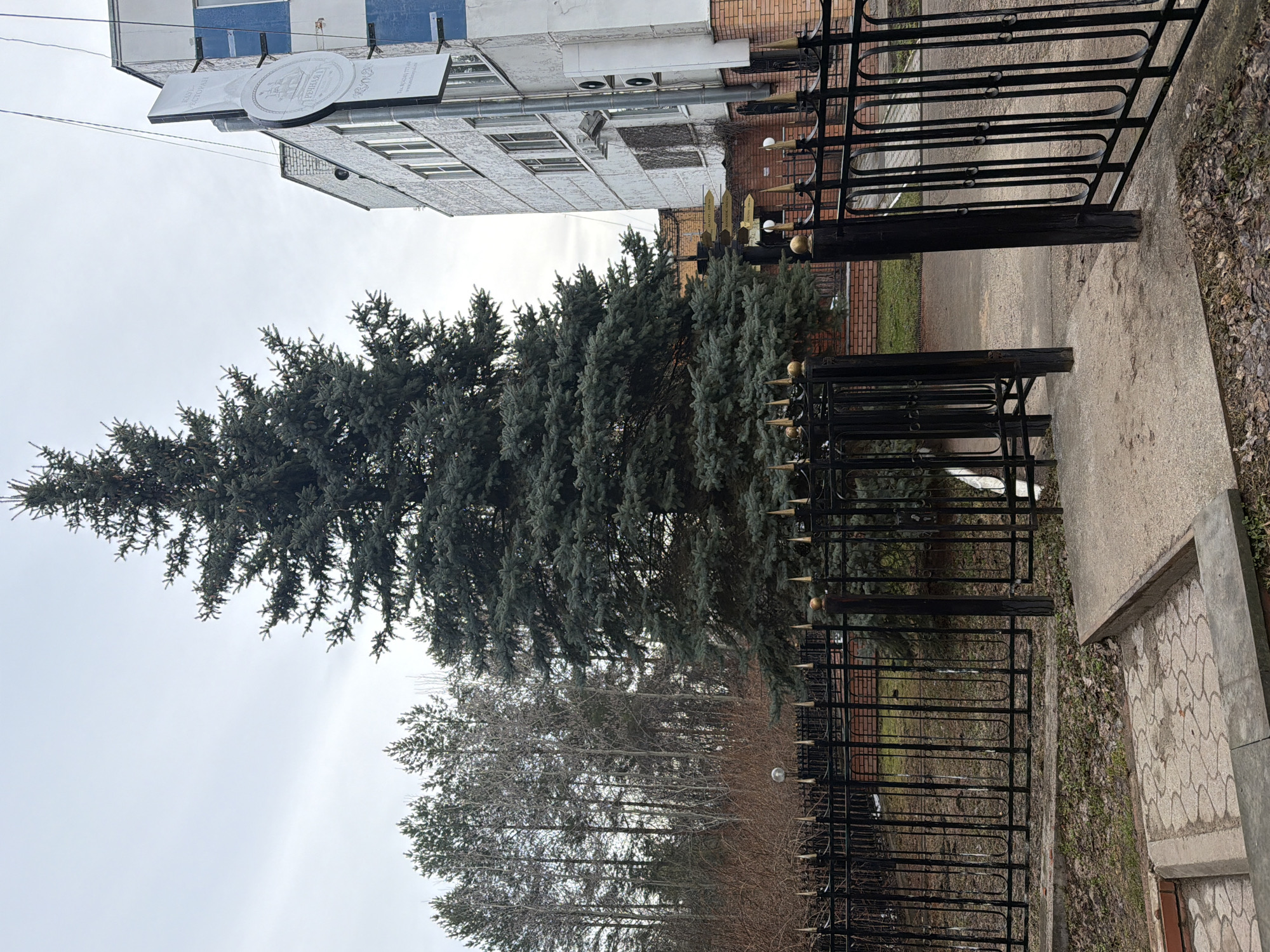 A tall evergreen tree stands prominently in front of a low building. A decorative black metal fence, adorned with spiked tops and gold spheres, runs along the right edge of the image. Beyond the tree and fence, leafless deciduous trees can be seen. A concrete path borders the fence on the right, leading up to what appears to be a building entrance. The sky is overcast. A sign with the restaurant name "Perla" in Cyrillic letters is seen on the side of the building. Based on this location and the restaurant sign, this image is likely located in the city of Chaikovsky, Perm Krai, Russia.
