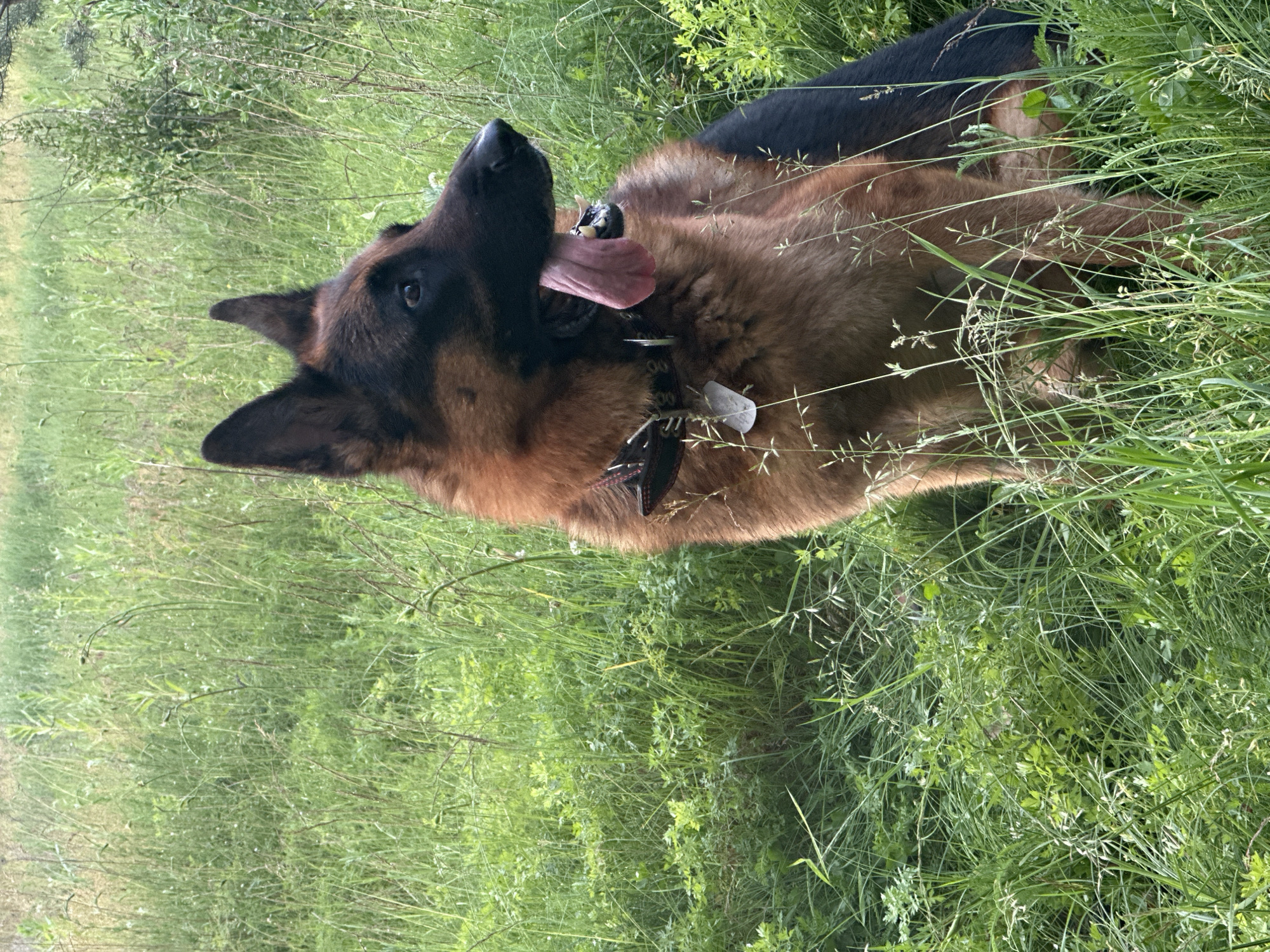 A German Shepherd dog is sitting in a grassy field. The dog is facing to the right and has its tongue hanging out. The dog is wearing a dark collar with a silver tag. The field is filled with green grass and some wildflowers. The background is blurred, suggesting the image was taken outdoors.