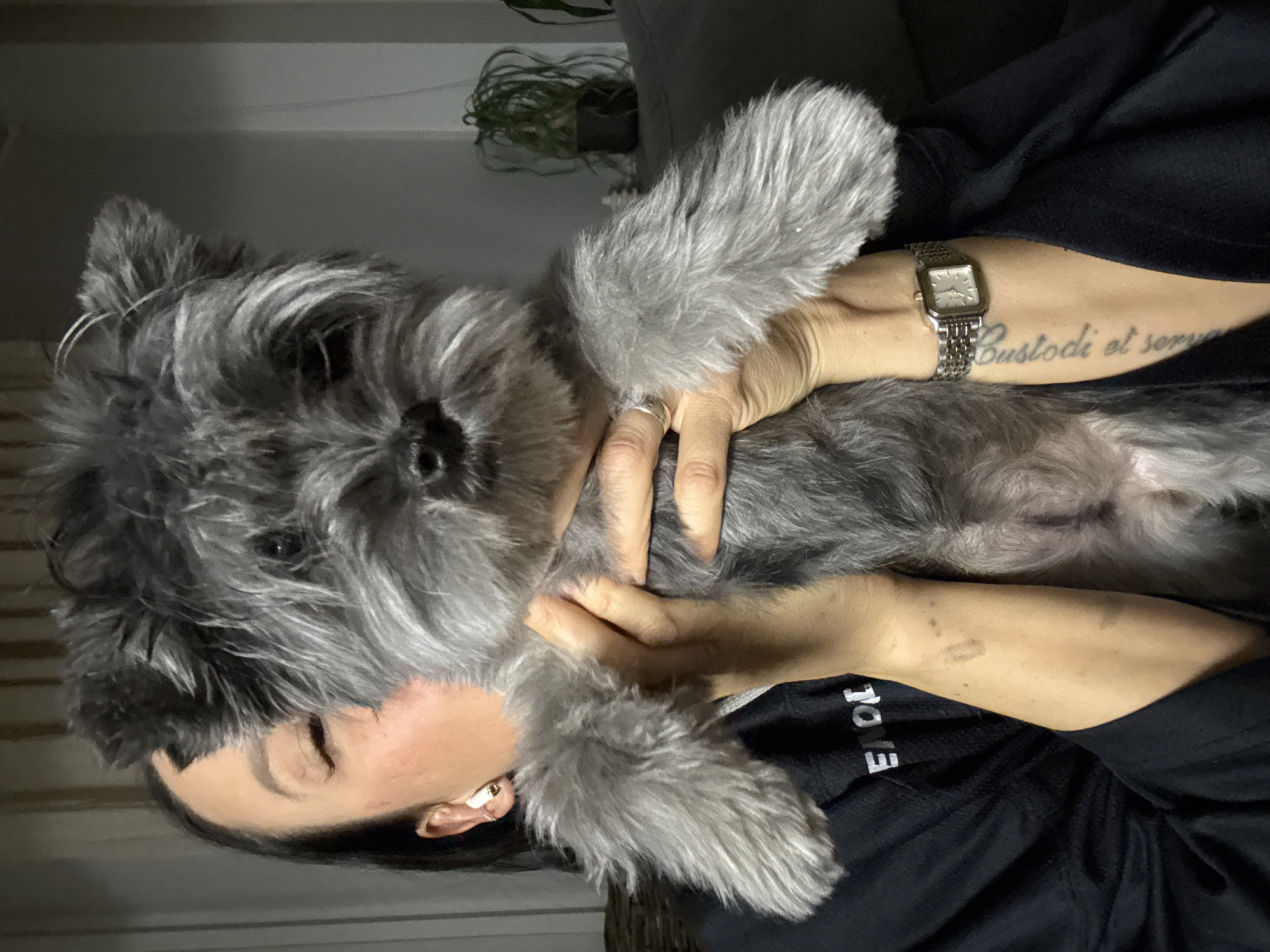 The image displays a close-up of a person affectionately holding a small, salt-and-pepper grey and black dog in an indoor setting, possibly in Chaikovsky, Russia. The lighting is dim, suggesting evening hours or an interior with limited natural light.
The person, whose face is partially visible with closed eyes, wears a black long-sleeved shirt with some white text, including "LOV" or "EVOL," on the left side. A small gold-toned earring with a white gem is visible in their right ear. Their left wrist sports a rectangular silver-toned watch with a metal band, and a simple silver-toned ring adorns their left ring finger. A notable detail is a tattoo on their right forearm, which reads "Custodi et serva" in cursive script, though the last letter is partially obscured by the watch. The person's gentle embrace suggests a strong bond and affection for the dog.
The dog, likely a terrier breed such as a Schnauzer due to its distinctive wiry fur and facial features, is cradled in the person's arms, appearing calm and content. Its dark eyes are directed towards the viewer, and its paws rest gently on the person's hands. The background is simple, featuring a light-colored wall or surface, a dark piece of furniture, and a potted plant with thin, green leaves in the upper right, indicative of a domestic environment. The scene portrays a quiet moment of companionship and comfort between the person and their pet.