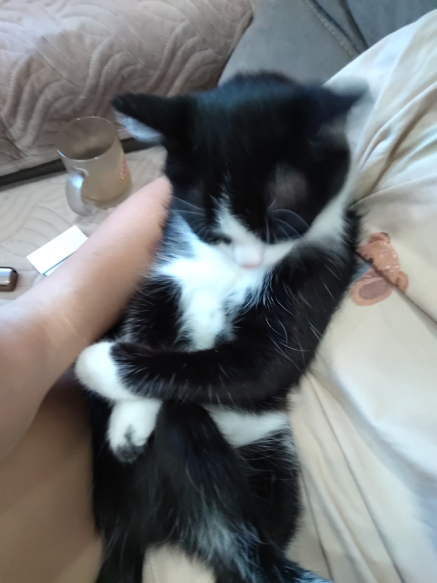 A black and white cat is sleeping on a person's lap. The cat is lying on its back with its paws crossed over its chest. The person's hand is resting on the cat's side. A mug and a small white object are visible on the floor next to the person's leg. The background is a couch with a light-colored pillow.