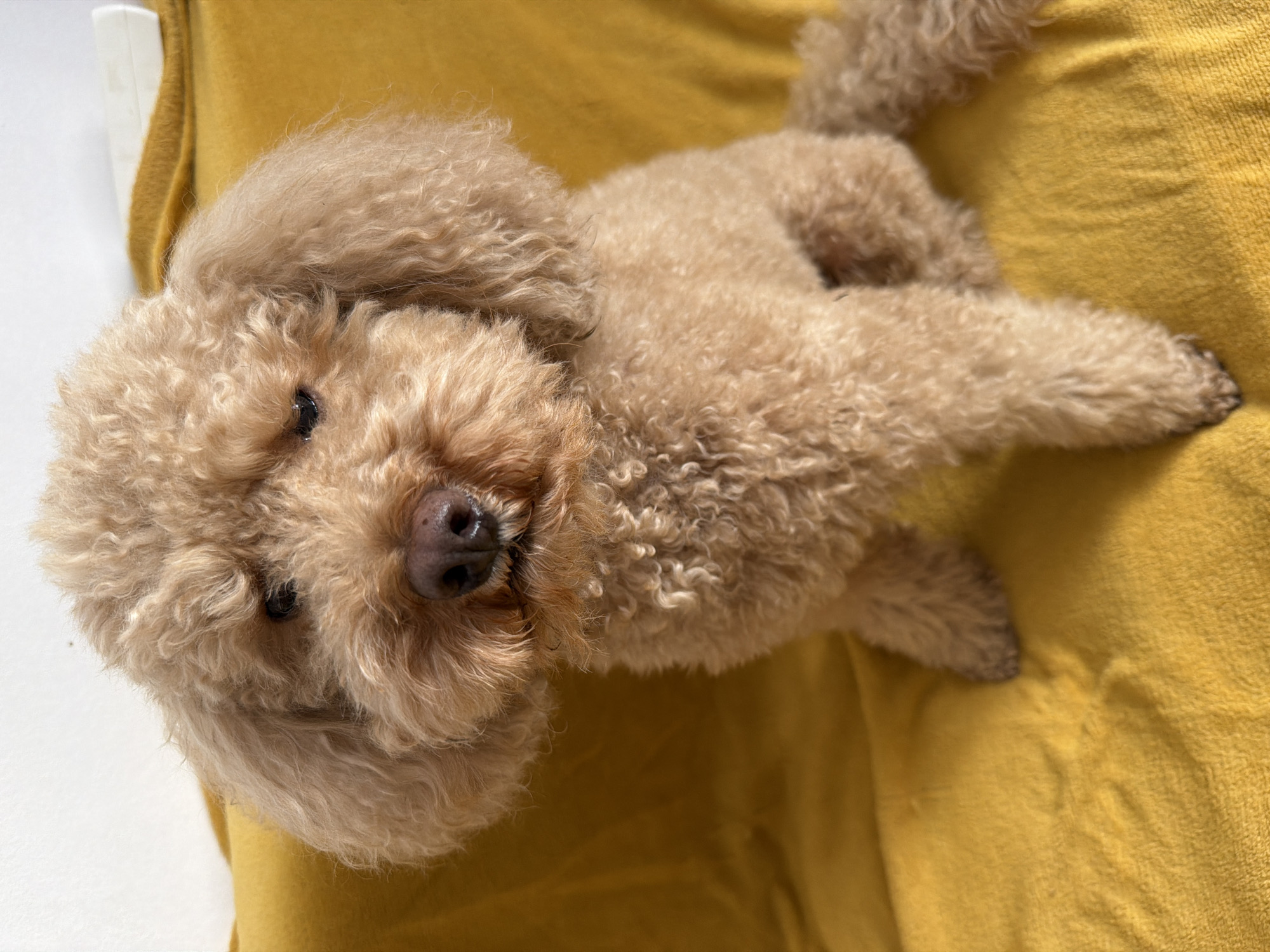 A tan-colored poodle lies on a yellow cushion or blanket. The dog is lying on its side with its head tilted upwards toward the viewer. The location of the image is indeterminate, as there is no visible detail indicating a city or country; no identifying landmarks or architecture are visible. The environment consists of the dog and the yellow textured fabric on which it rests, along with a small portion of a white surface.