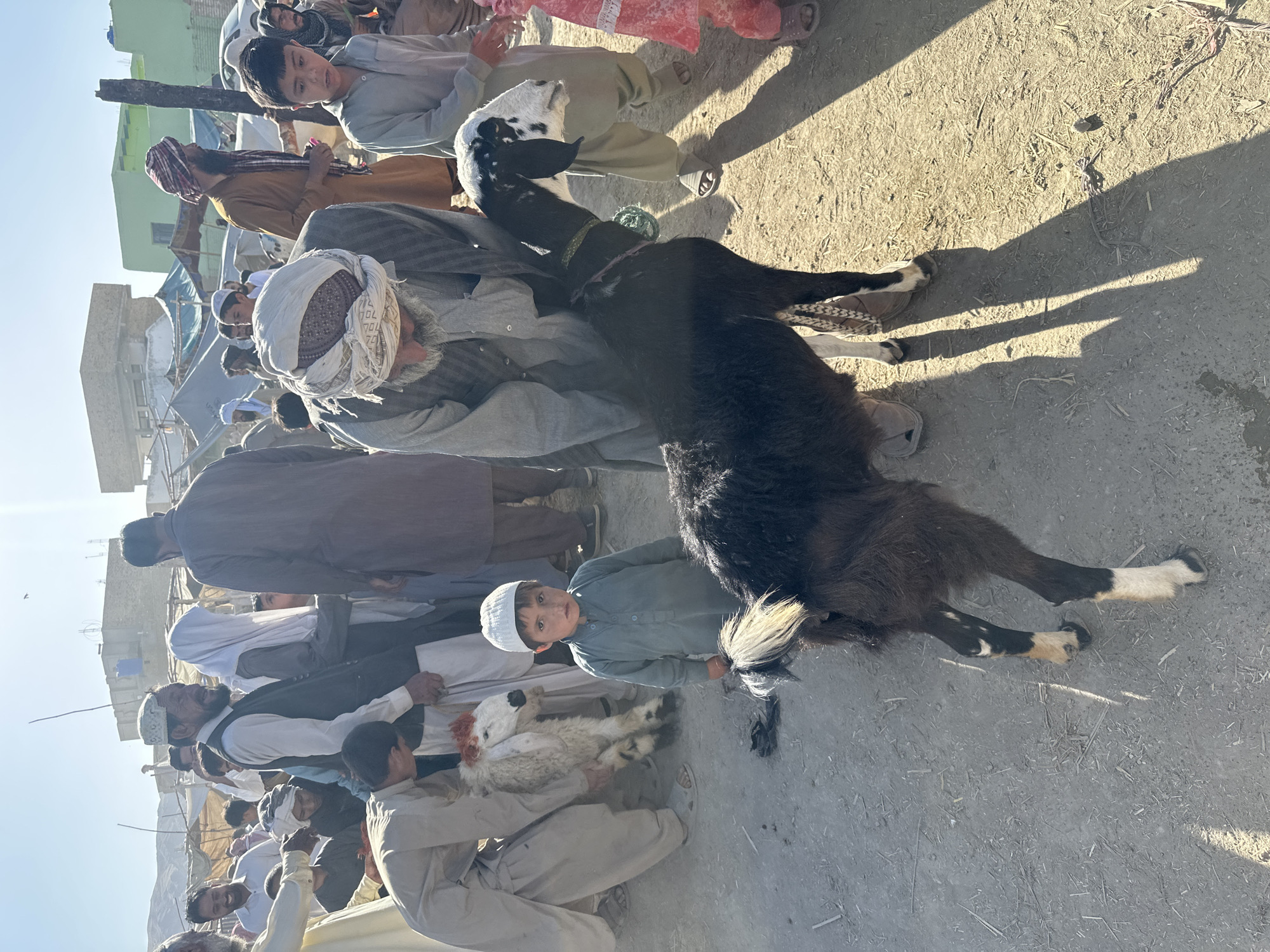 In Quetta City Tehsil, Pakistan, a group of people are gathered outside on a dusty surface. At the center, a dark-colored goat with white socks lies on its side, held by an older man with a white turban and other individuals. A young boy in a white cap stands nearby, looking at the camera. Another boy in a light-colored shirt is visible behind the goat, also looking at the camera. Other people, mostly men, wearing traditional Pakistani clothing and headwear, surround the goat and the men holding it. In the background, there are buildings.