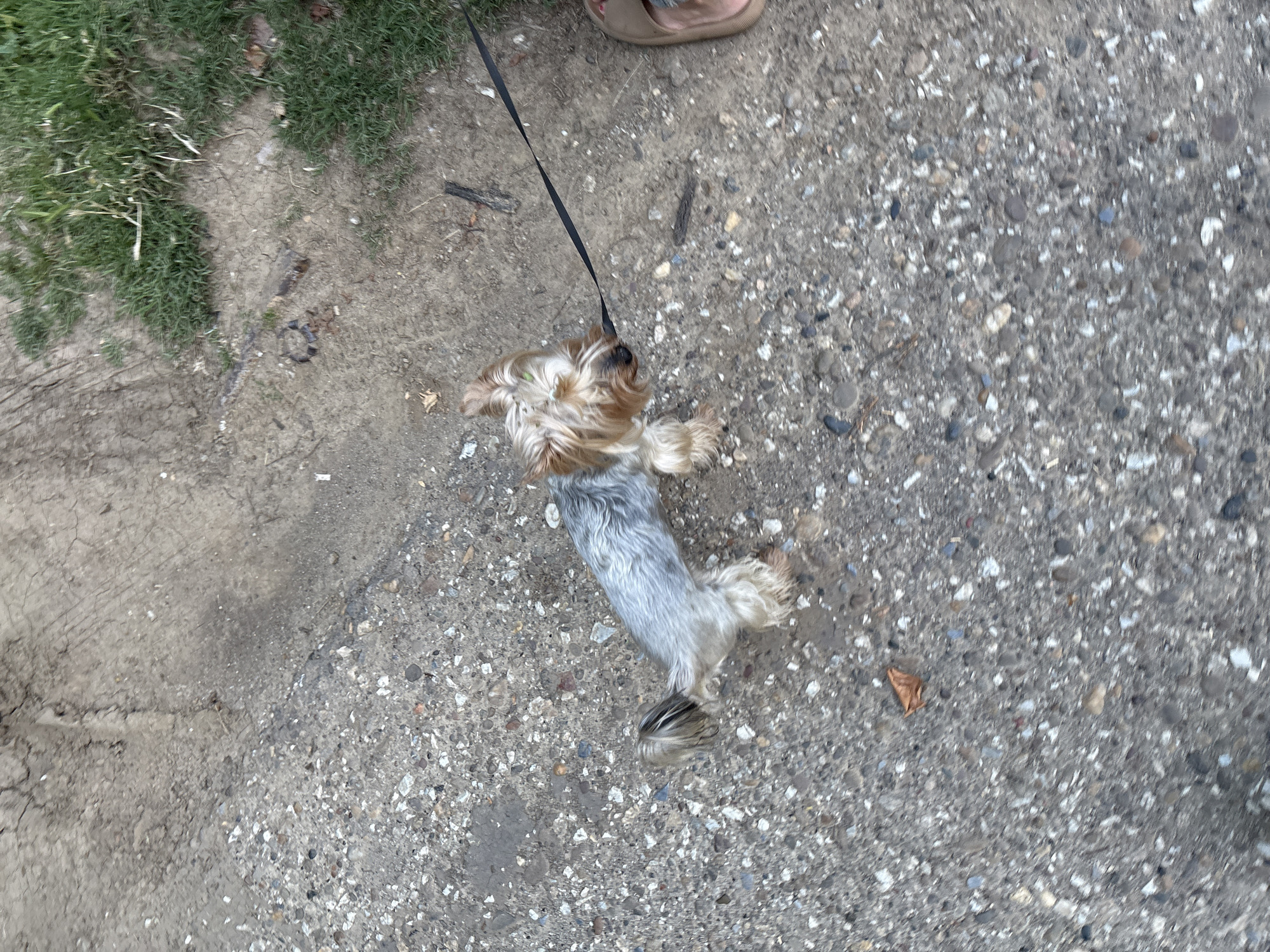 A Yorkshire Terrier on a leash is being walked on a concrete path. The dog is facing upwards and to the left, with its mouth slightly open. Its fur is a mix of grey, tan, and brown. The leash is black and extends to the right, out of frame. The path is made of grey concrete with embedded stones and pebbles. To the right of the path is a patch of green grass. A person's foot wearing a sandal is visible on the far right edge of the image. The image appears to be taken outdoors, possibly in an urban area.