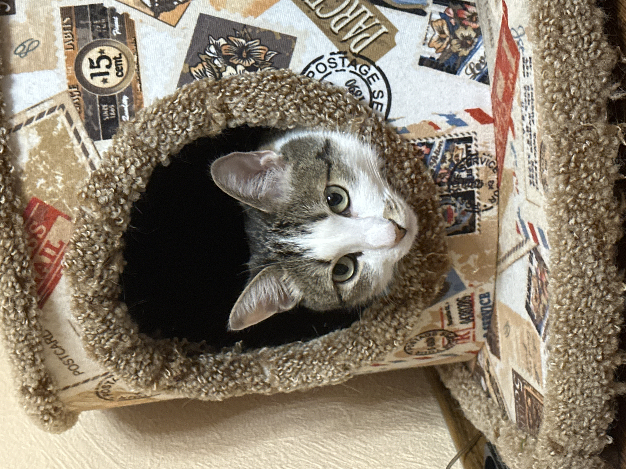A tabby and white cat peeks out of a circular, furry opening in a multi-level cat tree. The cat tree is covered in a tan fabric printed with images of vintage postcards and stamps. The environment appears to be indoors, with a tan surface visible in the foreground.