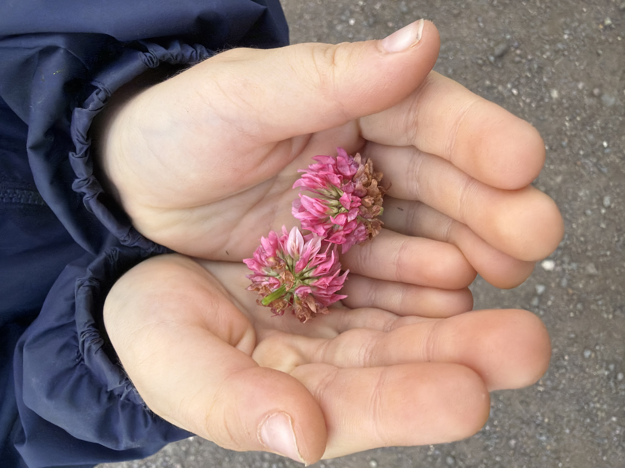 The image shows a pair of young hands gently holding two small pink clover flowers. The hands are cupped, displaying the delicate flowers nestled within. One flower is slightly more intact than the other, with some brown, dried petals visible. The fingers are soft and light-skinned, suggesting a child or young person. They are wearing a dark blue jacket with gathered elastic at the cuff. The background is a rough, gray surface, possibly gravel or dirt, suggesting an outdoor setting. The lighting appears to be natural daylight, with no strong shadows, indicating it could be daytime, possibly overcast or in diffused light. The overall mood of the image is one of tenderness, curiosity, and connection with nature, showcasing a simple moment of discovery and appreciation for the small details of the natural world. The location is noted as Chornaya, Russia. There is no visible text in the image.