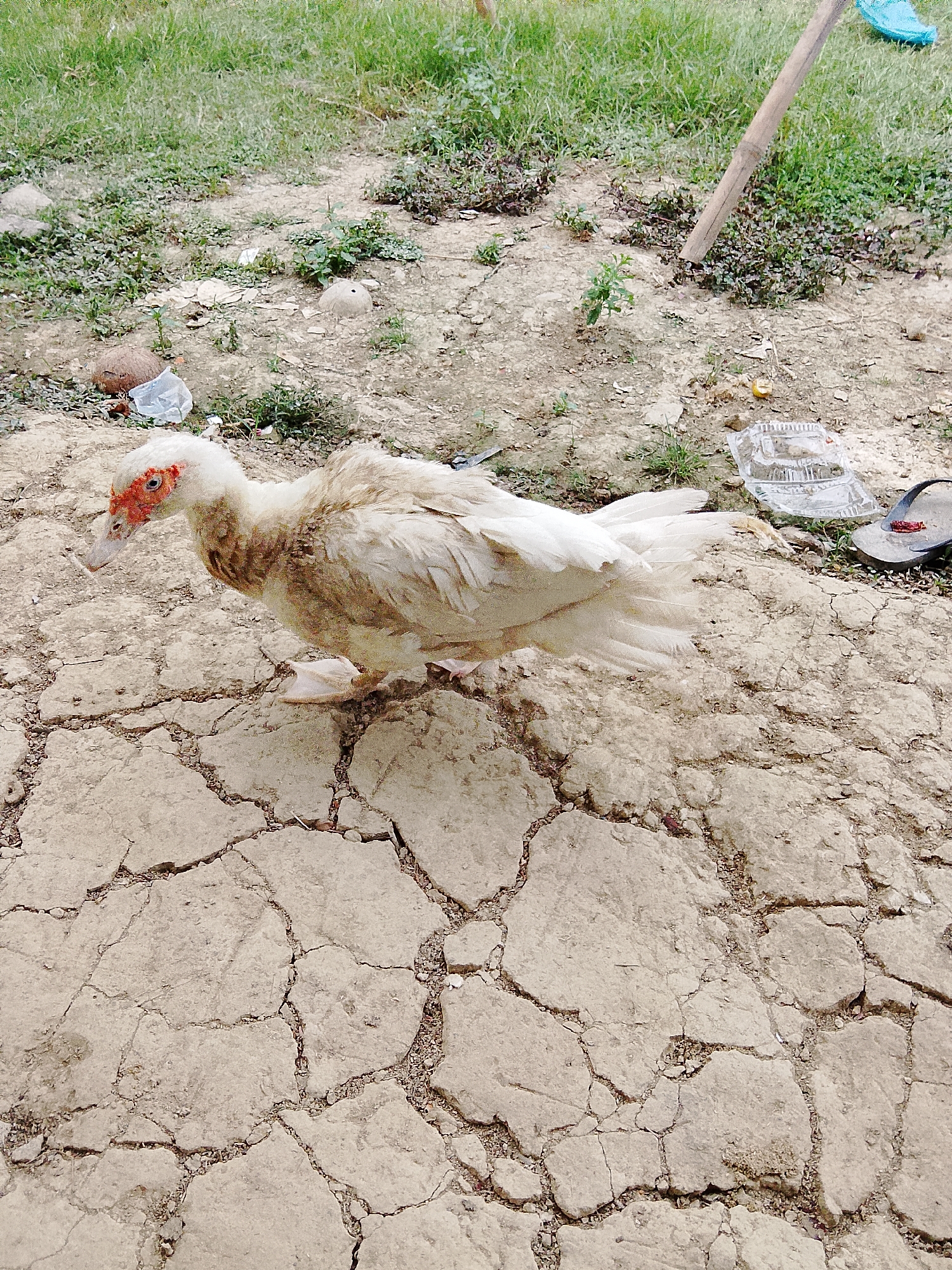 A muscovy duck with white and brown plumage stands on cracked dry earth. The duck's face is red around the eyes and beak. Behind the duck, green grass grows sparsely. Scattered on the ground are a coconut, a plastic bag, and a flip-flop. A wooden stick is also visible in the background, leaning towards the grass. The scene appears to be an outdoor area, possibly a yard or pathway in a rural setting.