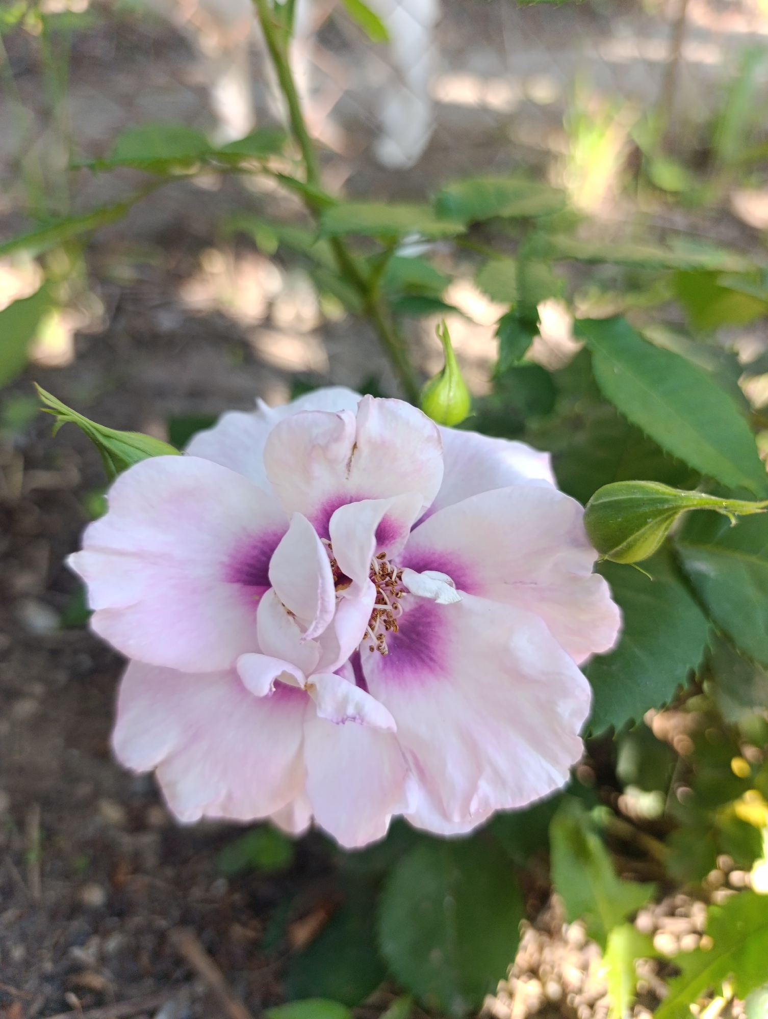 A close-up shot of a pale pink rose with a darker pink center is presented against a blurred background of green foliage and soil. Two green rosebuds are visible to the left and right of the main flower. The image appears to be taken outdoors, possibly in a garden setting in Nikolichevtsi, Bulgaria. The lighting suggests it is daytime. No people are visible in the scene.