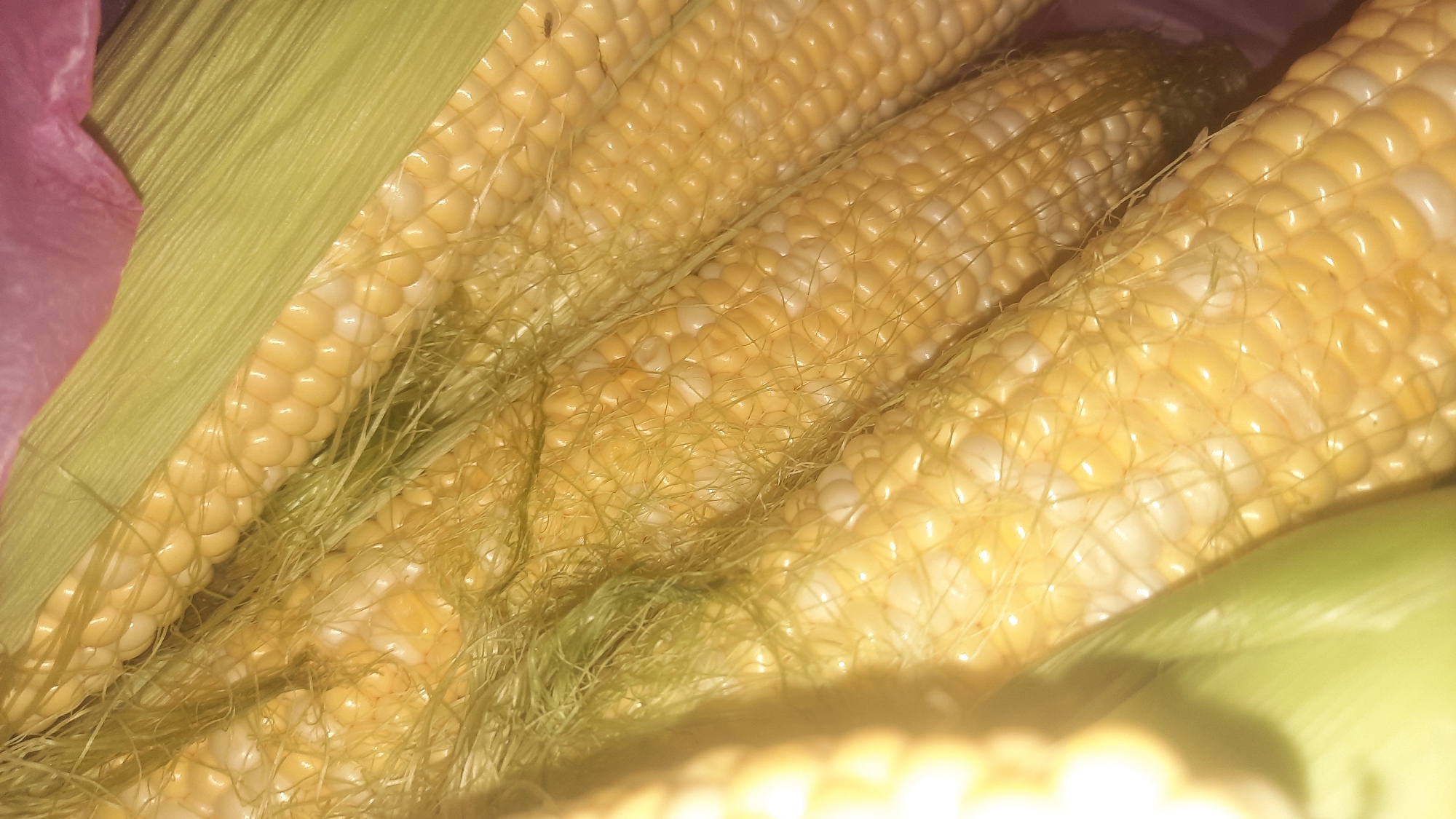 A close-up, overhead shot shows several ears of fresh corn, some with husks partially peeled back, revealing rows of yellow and white kernels. The corn appears to be on a surface, possibly a table or in a basket, with hints of pink and green materials in the background, suggesting a domestic setting or a market stall. There are no people visible in the image. The lighting is somewhat dim, creating a warm, natural glow on the corn. The image does not contain any visual elements that could definitively place it in Shklov, Belarus.