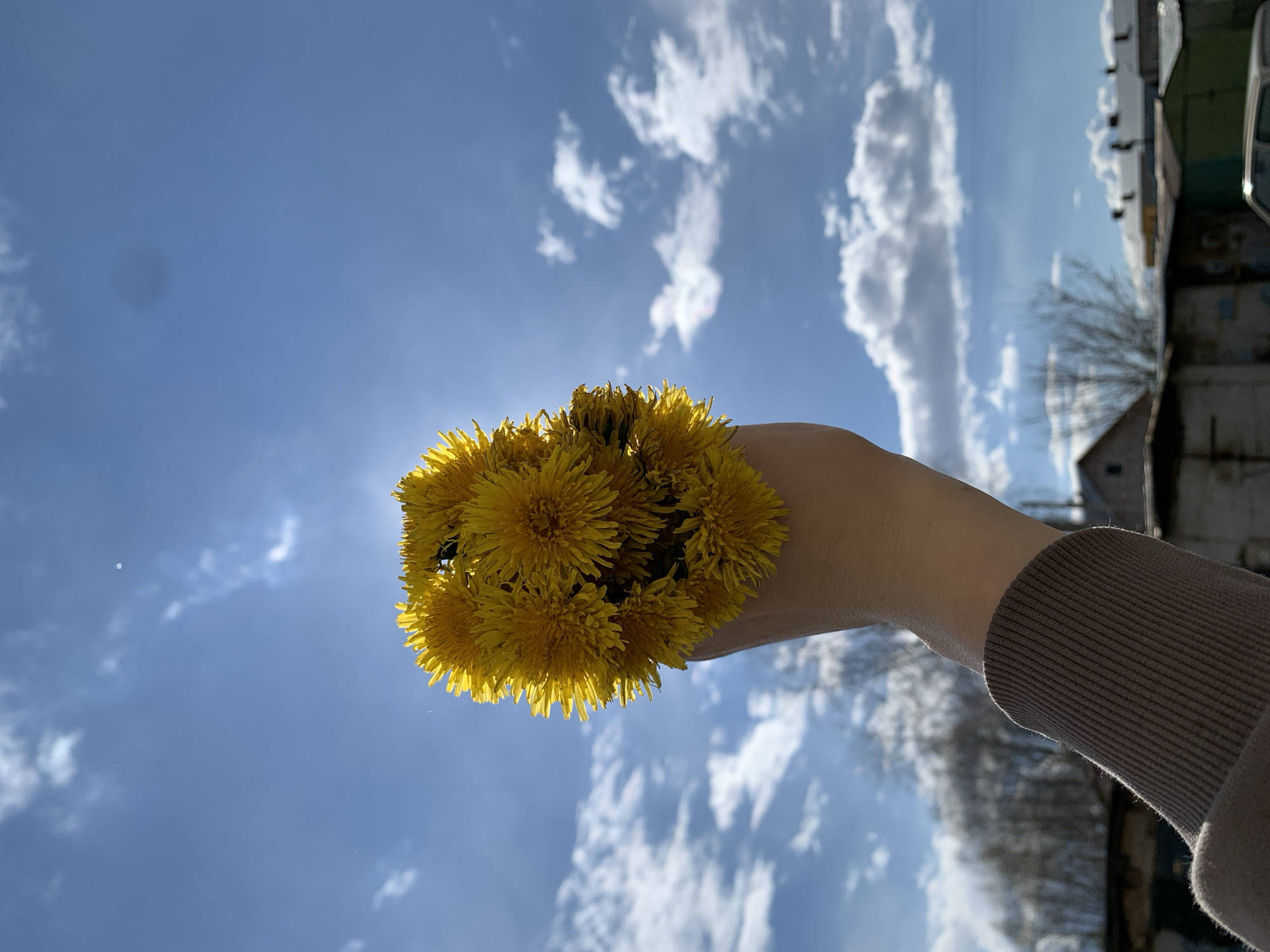 The image is presented with a vertical orientation, as if rotated 90 degrees counter-clockwise, showing a close-up of a person's arm and hand holding a bright yellow bouquet of dandelions. The arm, clad in a brown or beige ribbed sleeve, extends from the right side of the frame towards the left, with the hand grasping the dandelions. The flowers are intensely yellow and appear to be freshly picked, glowing brightly against the backdrop.
The background is dominated by a clear, bright blue sky with numerous scattered white cumulus clouds. The sun's glare is visible, casting a warm light. Towards the top of the rotated image (which would be the right side if upright), out-of-focus elements include structures resembling sheds or garages and bare tree branches, suggesting a rural or semi-urban environment. The time of day is clearly daytime, sunny, and likely springtime given the dandelions and bare trees in Fokino, Russia. No visible text is present.