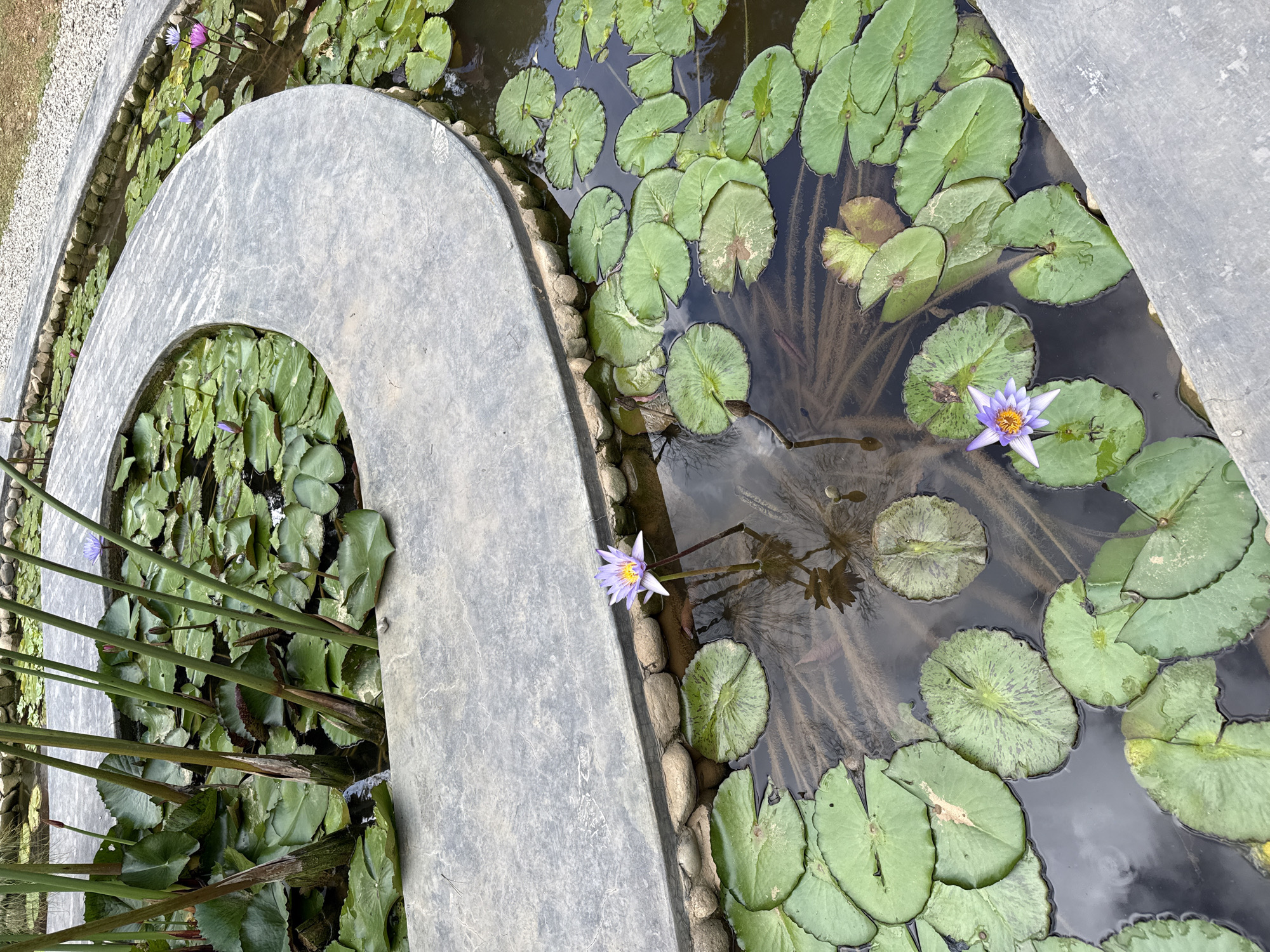 The scene depicts a meticulously designed water garden in Cam Ly - Đà Lạt, Vietnam, featuring a series of curved, grey concrete planters or channels filled with water. The concrete structures are clean-edged and form a multi-tiered or winding arrangement. The water bodies are lined at their base with light-colored, natural stones.
The dominant flora consists of numerous green lily pads (Nymphaea) of varying sizes, densely covering the water surface in both the foreground and background channels. Several water lilies are in bloom, primarily exhibiting light purple to lavender petals with prominent bright yellow centers. At least two fully open purple lilies are visible in the foreground channel, with others, including a brighter pinkish-purple one, visible in the background channel, along with several closed buds.
In the upper left section, a cluster of tall, slender, green aquatic plant stalks emerges vertically from the water. The water itself is dark and reflective, showing indistinct reflections of the sky and submerged patterns on the pond bed. Beyond the concrete structures to the right, a textured path of light-colored gravel is visible, leading to an area of green grass or turf in the upper right background. There are no people visible in the scene.