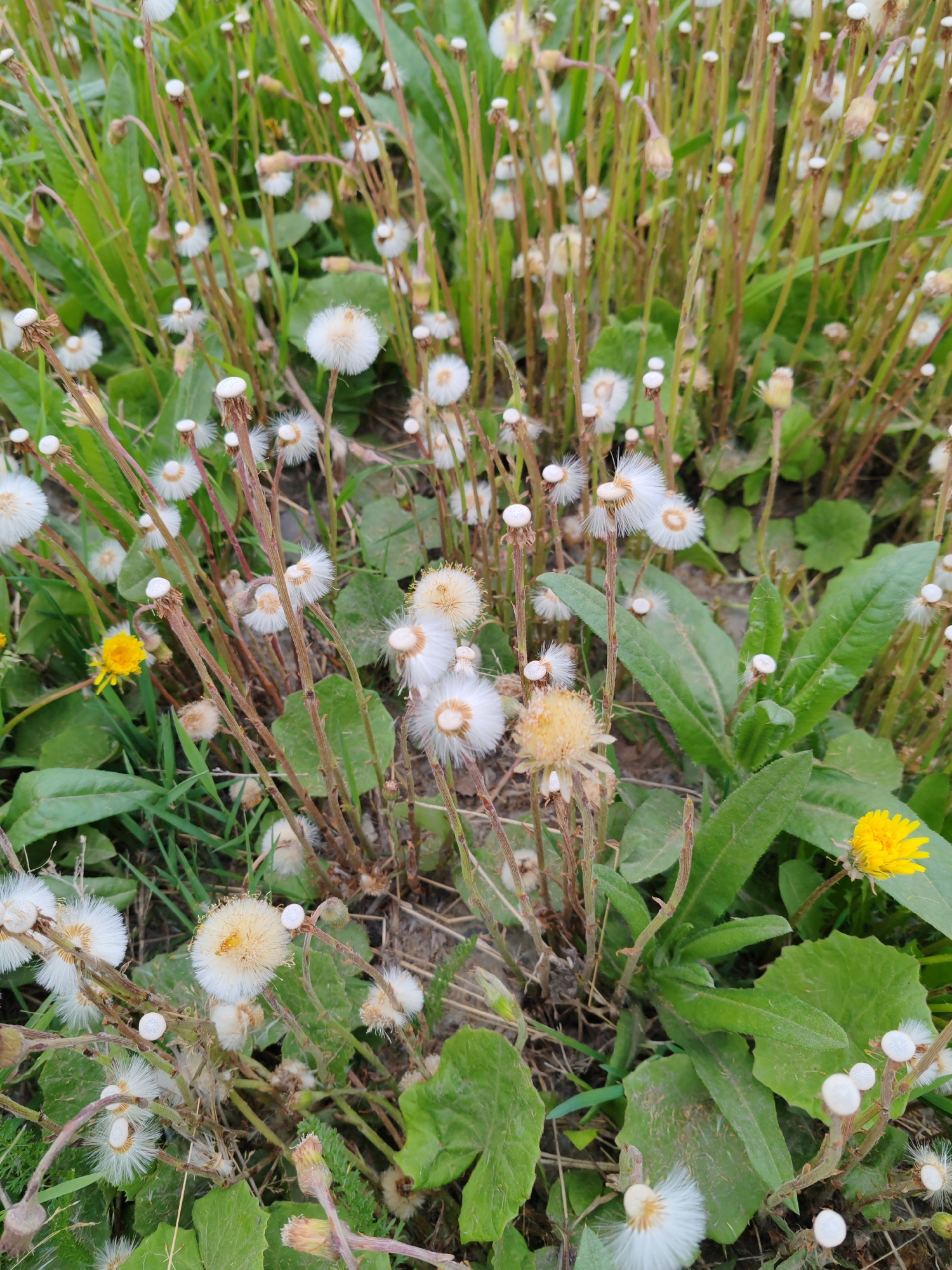 The image displays a close-up, outdoor view of a patch of vegetation in Petropavlovsk-Kamchatsky, Russia. The subjects are primarily a cluster of dandelions in various stages of bloom and seed dispersal. Many of the dandelions have gone to seed and appear as fluffy white puffballs, while others show yellow petals, and some are in transition. The plants are rooted in soil and surrounded by green grass and larger, broad green leaves of an unidentified plant. The stems of the dandelions are thin and brown. The overall scene is one of natural growth, typical of undeveloped or natural areas within a city. There are no people or animals visible. The lighting suggests it is daytime.