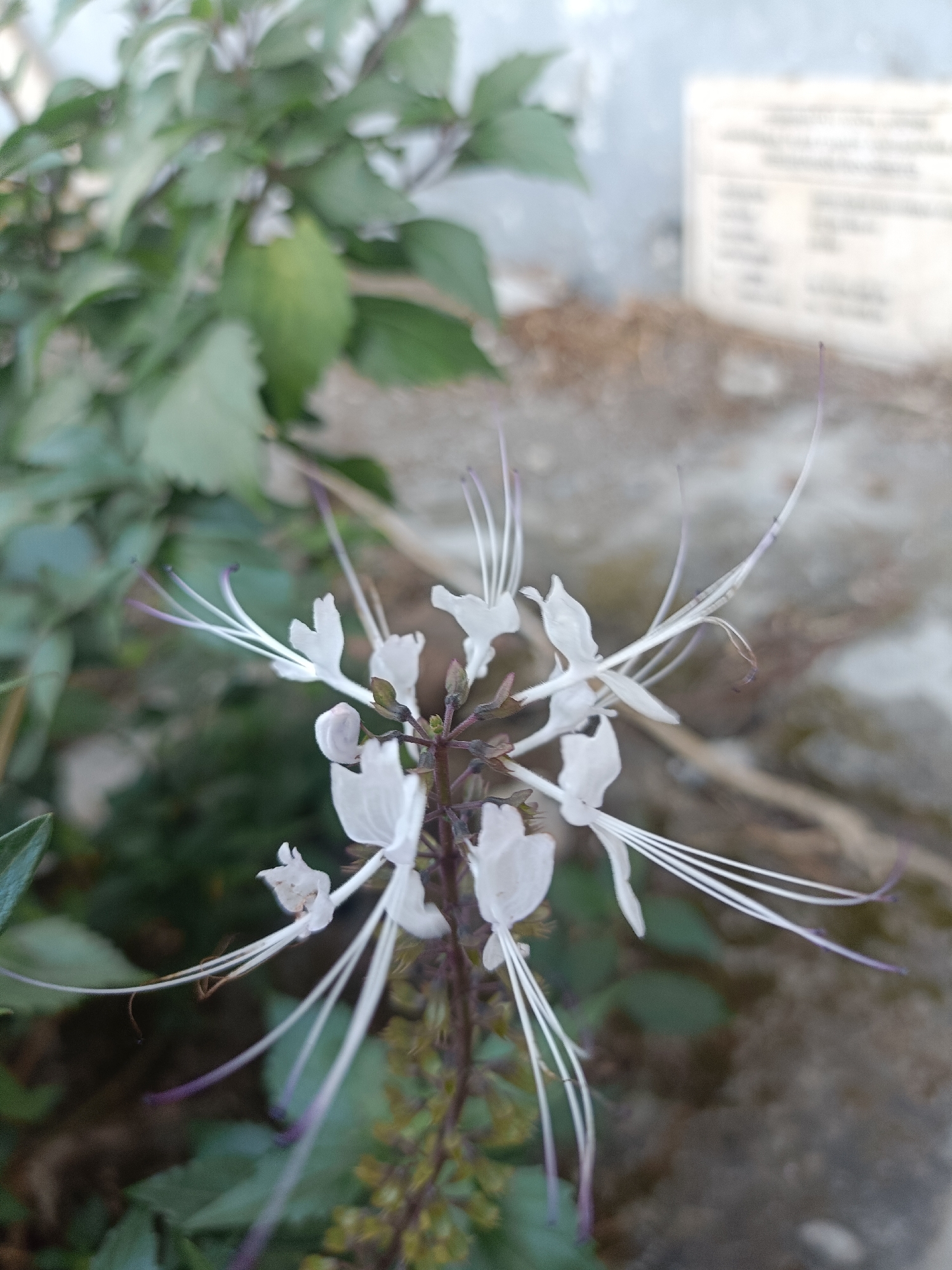 A close-up, outdoor photograph captures a cluster of delicate white flowers with long, thread-like stamens tinged with purple at their tips. The flowers are in focus, set against a blurred background of green foliage and a mottled greyish-brown surface, possibly pavement or stone. To the upper right, a blurred, rectangular sign with faint text is visible. The lighting appears natural, suggesting an overcast or shaded environment. The scene is devoid of any human presence. The image was taken in the city of Kediri, Indonesia.