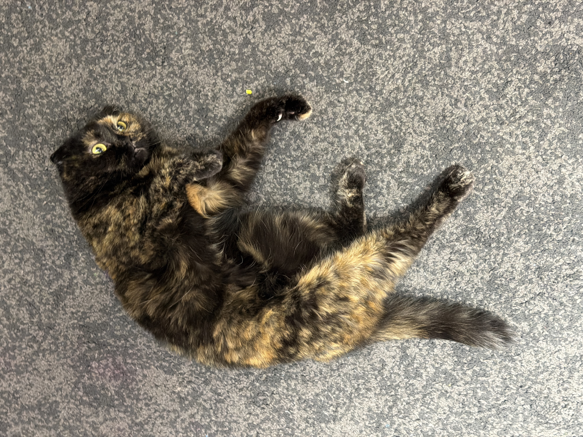 A tortoiseshell cat is lying on its back on a grey carpet. Its head is at the upper left of the image. The cat's legs are extended upwards and to the right. One paw is extended with its claws visible. A small yellow object is near the extended paw.
The location in the city of Chaikovsky, Russia, is not inferrable from the given image.