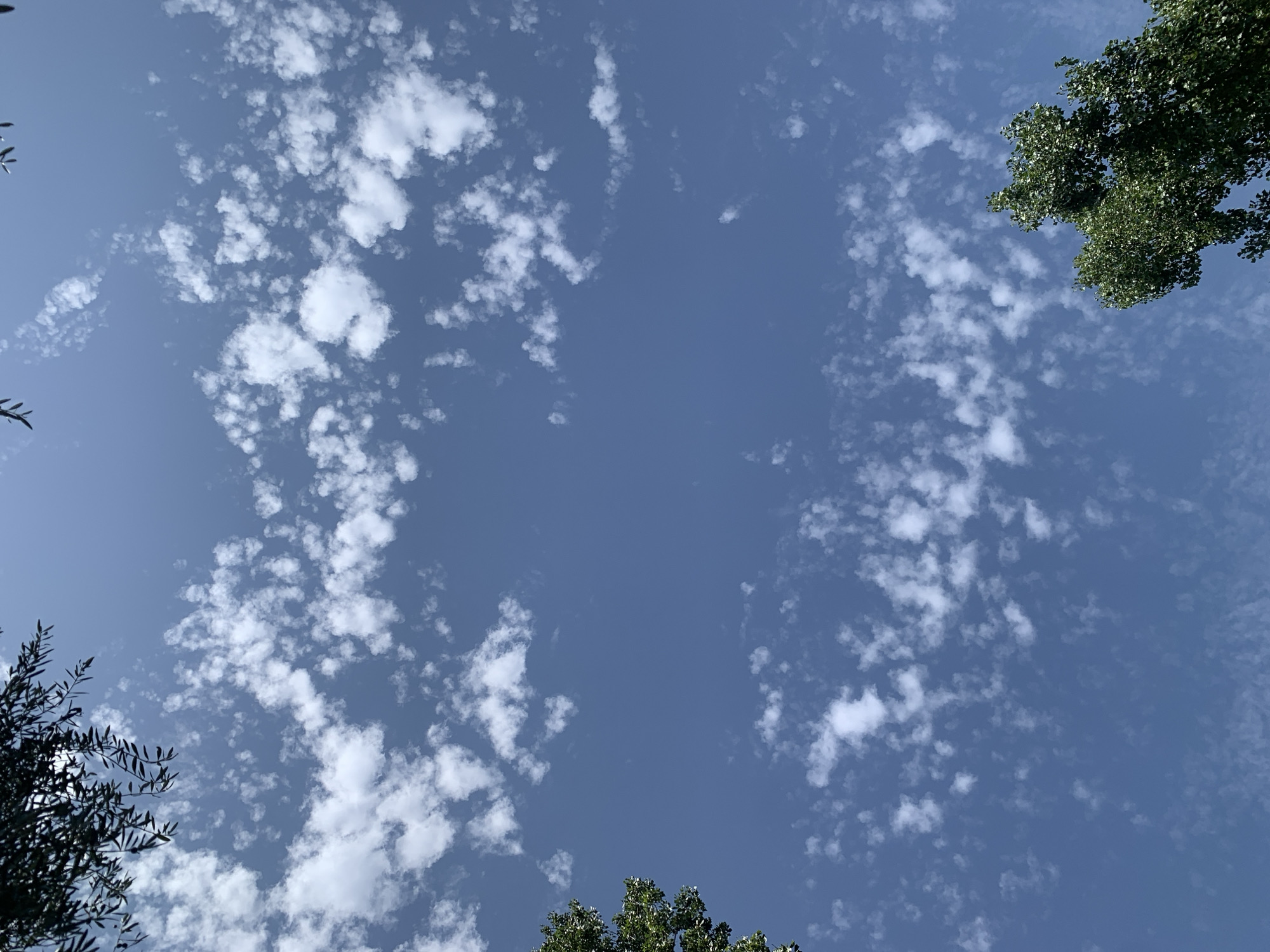 This is a low-angle shot of a bright blue sky dotted with scattered, fluffy white clouds. The sky appears clear and vast, suggesting a pleasant day. The presence of foliage from trees frames the bottom and edges of the image, indicating an outdoor setting in a location with greenery, possibly a park or garden. The sunlight filtering through the leaves of the trees suggests it is daytime, likely late morning or early afternoon due to the brightness. No people or specific objects are visible besides the natural elements of sky, clouds, and trees. The overall mood is serene and tranquil, with a focus on the natural beauty of the sky. There is no visible text in the image.