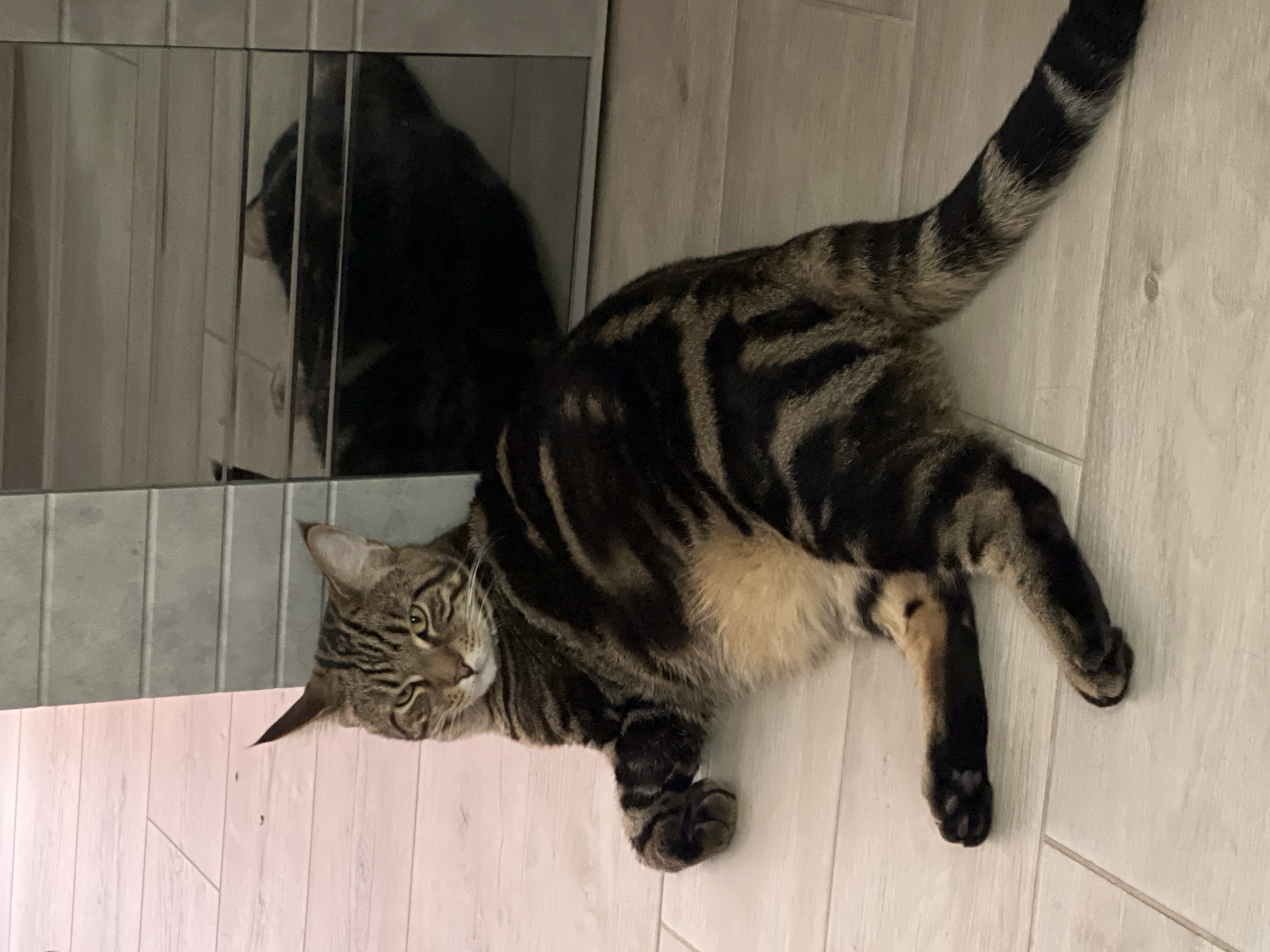 A tabby cat with dark brown and black stripes and a light brown belly is lying on a light-colored, tiled floor. The cat is positioned diagonally in the frame, with its head turned towards the viewer. Its eyes are open and yellow, and it appears to be looking directly at the camera. The cat's front left paw is resting on the floor, while its front right paw is tucked underneath its body. Its hind legs are splayed out. To the right of the cat is a reflective surface, likely a piece of furniture with a mirrored finish, which shows a distorted reflection of the cat. The background consists of the tiled floor and the mirrored surface. There is no indication of the location being in Nizhny Novgorod, Russia.