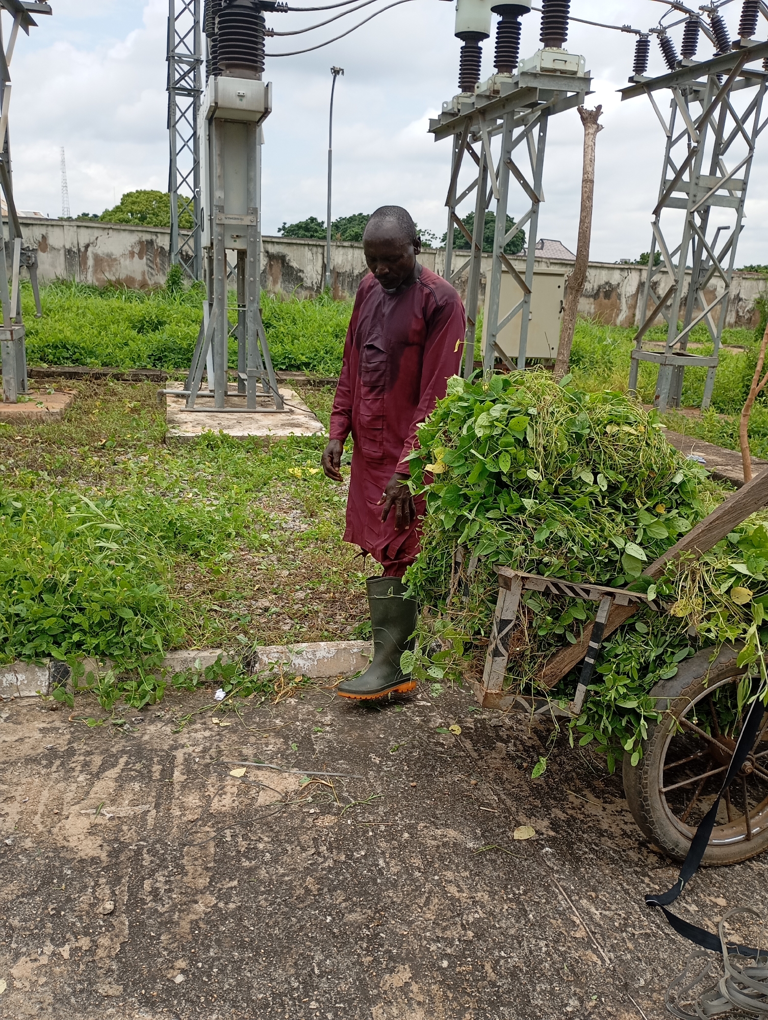 An African man, wearing a maroon tunic and dark green rubber boots, stands next to a wheelbarrow full of green vegetation at an electrical substation in Shendam, Nigeria. The substation features tall metal structures with insulators and electrical wires. The ground is a mixture of concrete and dirt, with patchy green grass and weeds growing around the structures and along the concrete border. The sky is overcast with clouds. The man appears to be looking down at the vegetation in the wheelbarrow.
